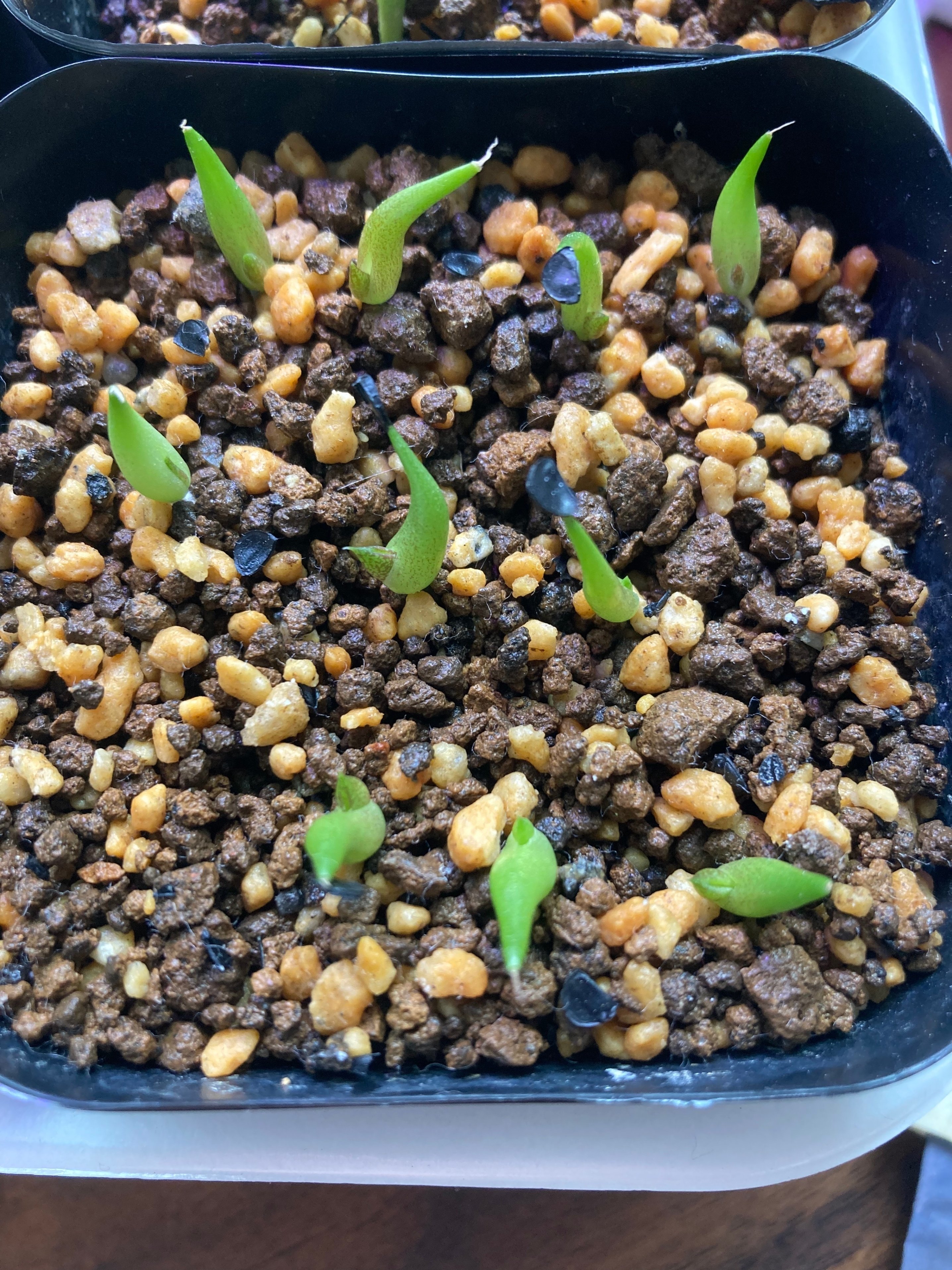 実生アガベの成長記録⑬｜Kimi_lla