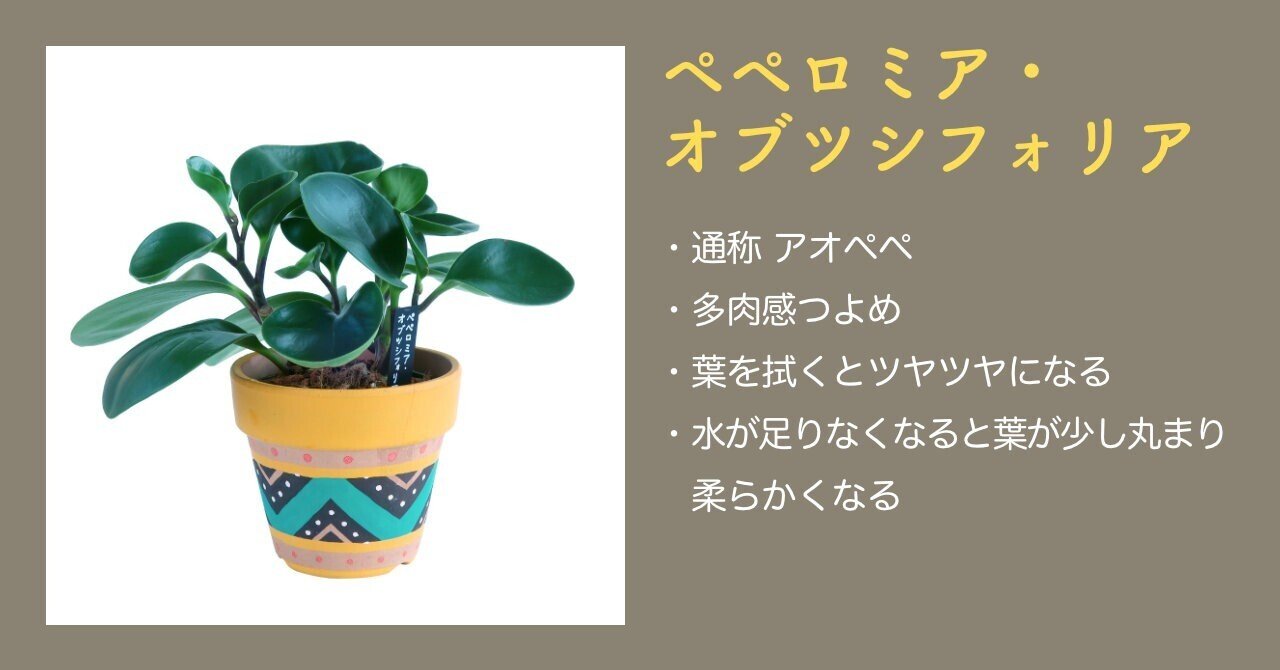 観葉植物 〜ペペロミアコレクション〜|22mm 観葉植物 〜ペペロミアコレクション〜|22mm