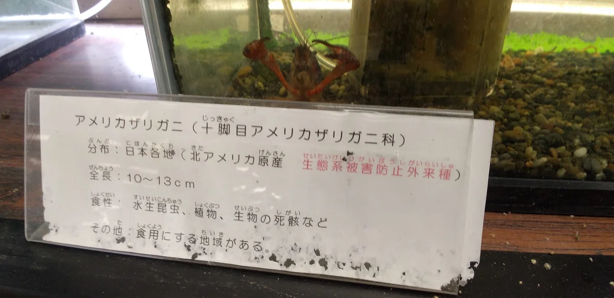 エビガニを実食し、そのルーツに迫る/Crayfish@千葉県北総地区|魚介馬鹿一代/Fish Nerd Life