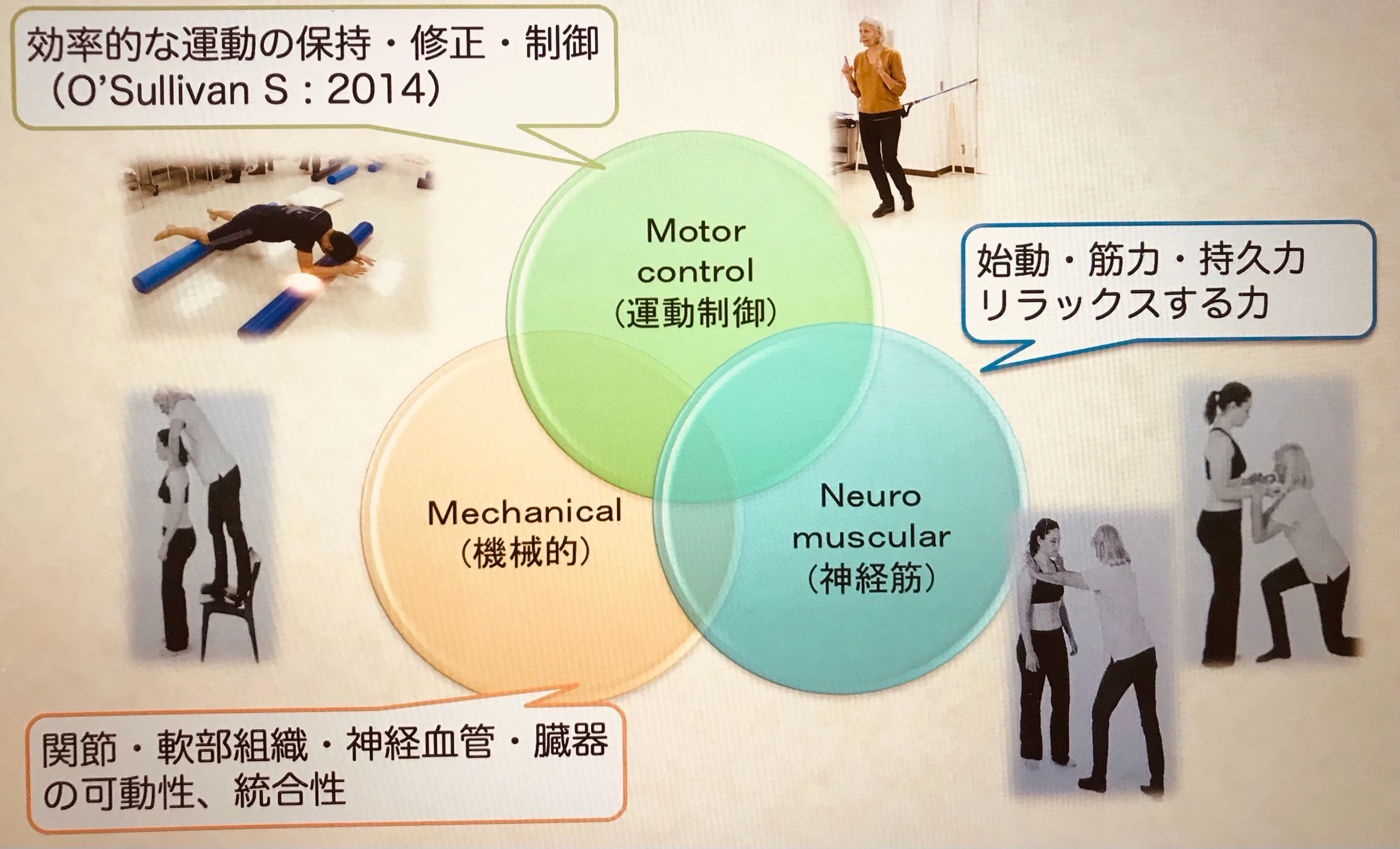 CFMT（認定機能的徒手療法士）🇺🇸の学び：MNMコンセプト-身体を統合的