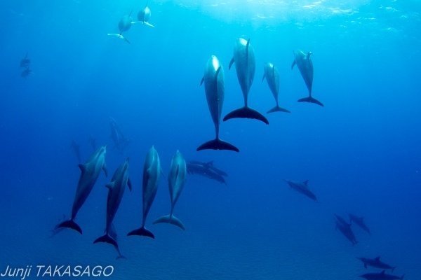 高砂淳二 海の青 高砂淳二 絵画(ダイヤモンド・スクリーニング) Waving Blueー