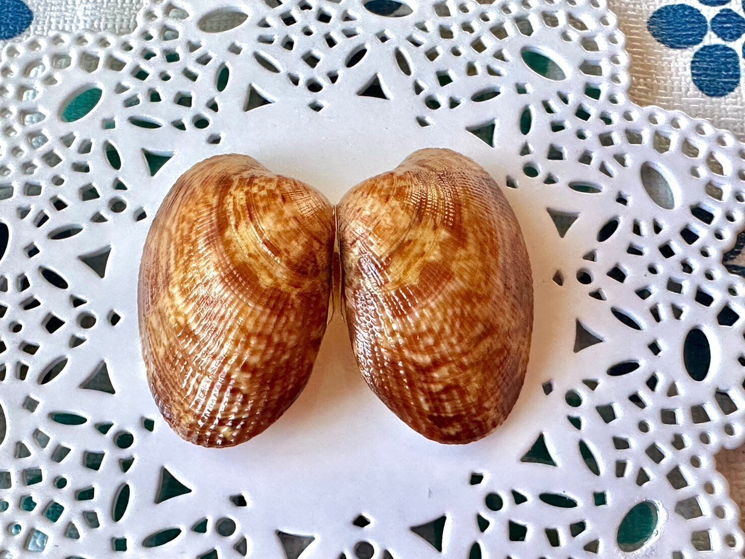 あさり　ページ 楽天市場】【ふるさと納税】高評価☆4.6 北海道 野付産 天然 あさり