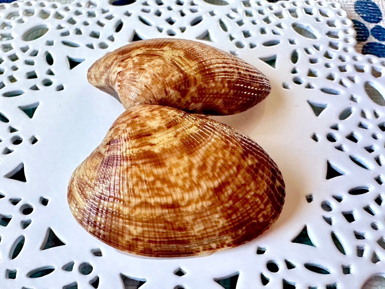 あさりの郷土料理 ”串あさり”｜あさりの魅力研究家/朝理多サリア