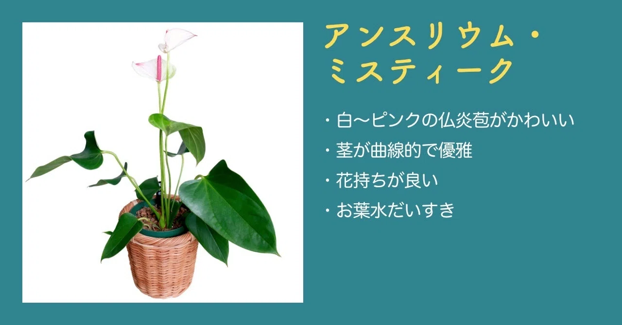 Houseplants] 選別個体 about アンスリウム tell パンプキンスパイス