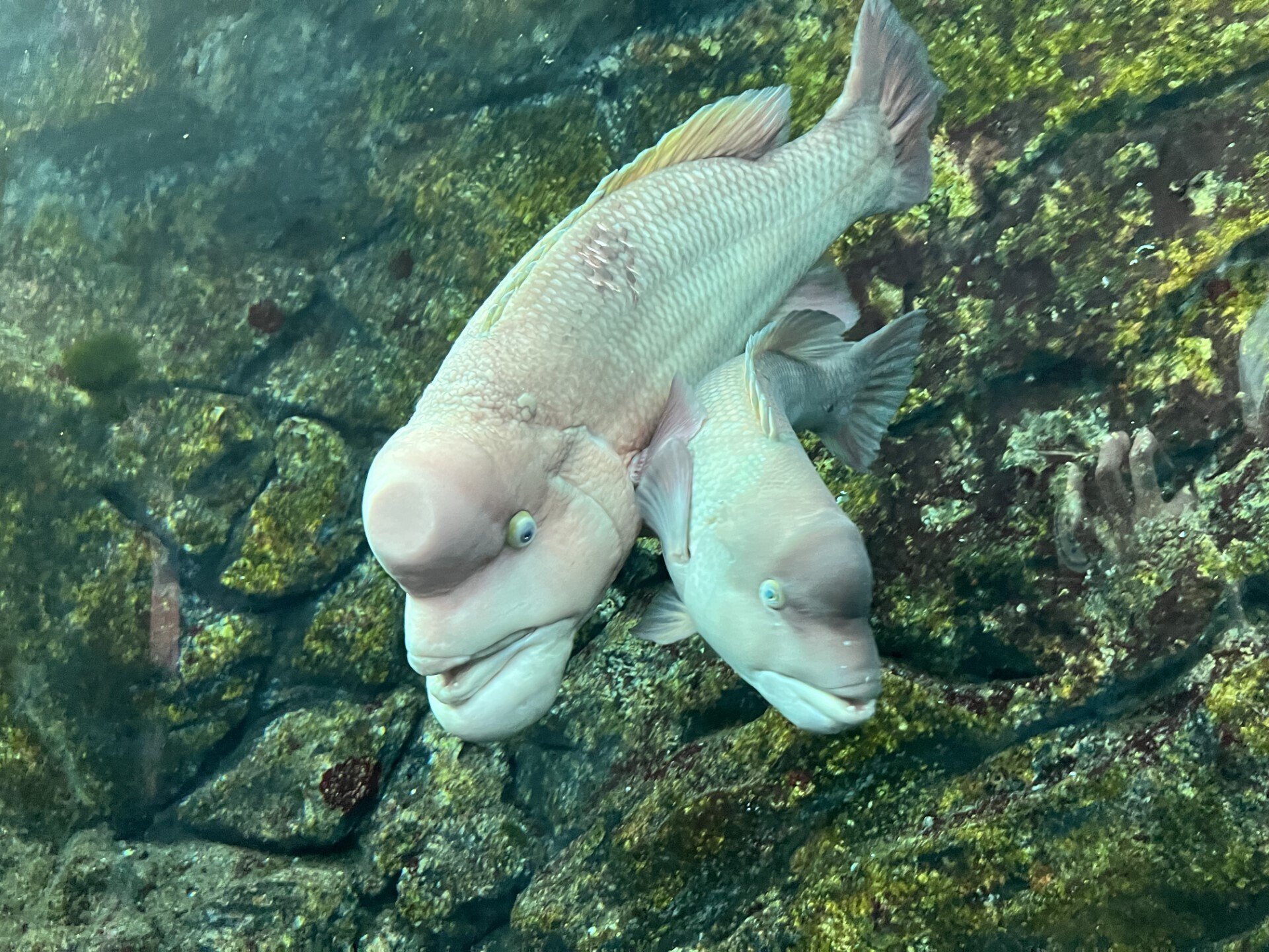 推し魚「コブダイ」｜上越市立水族博物館 うみがたり