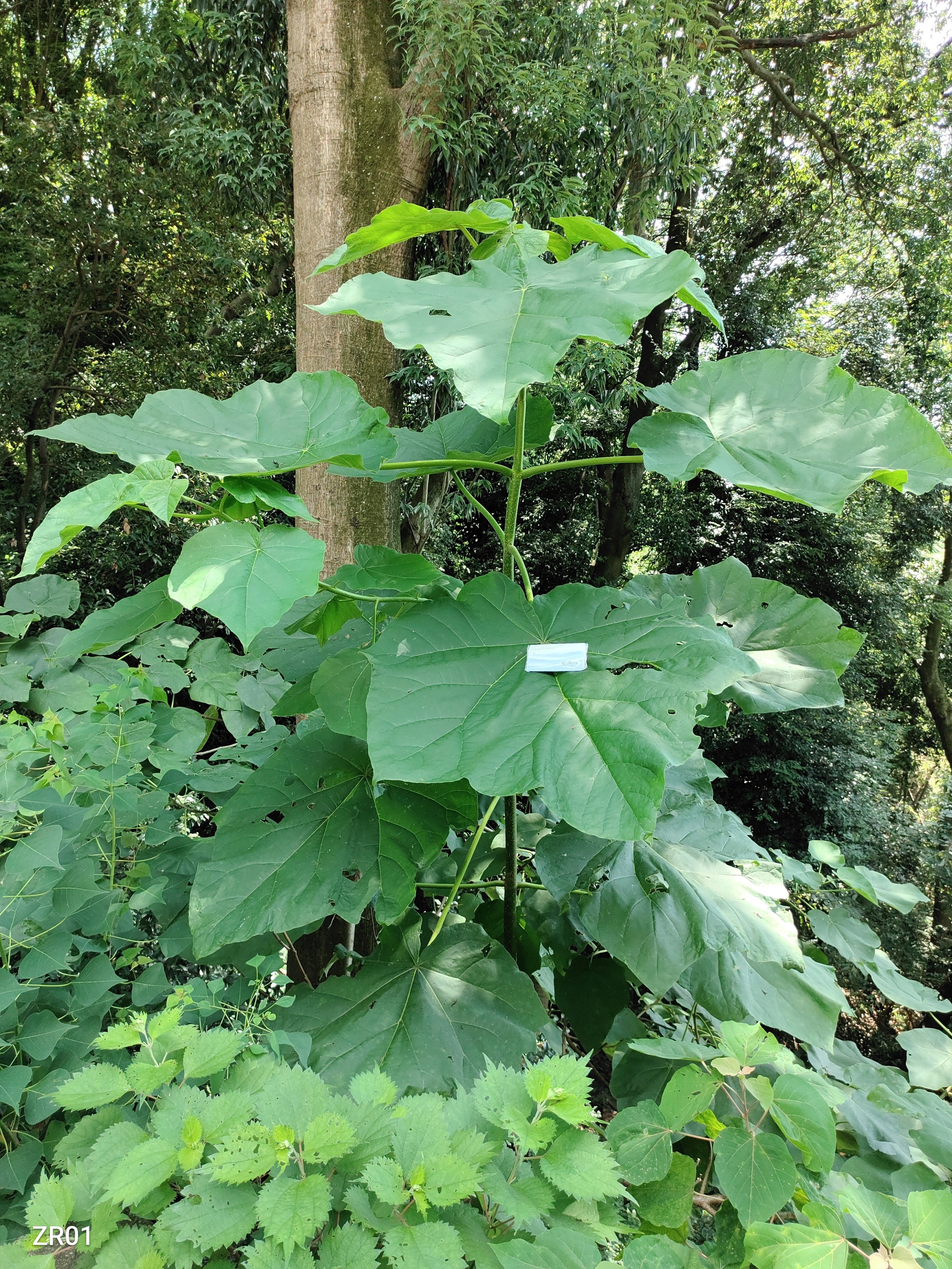 小さな桐の木の大きな葉っぱ｜かえる