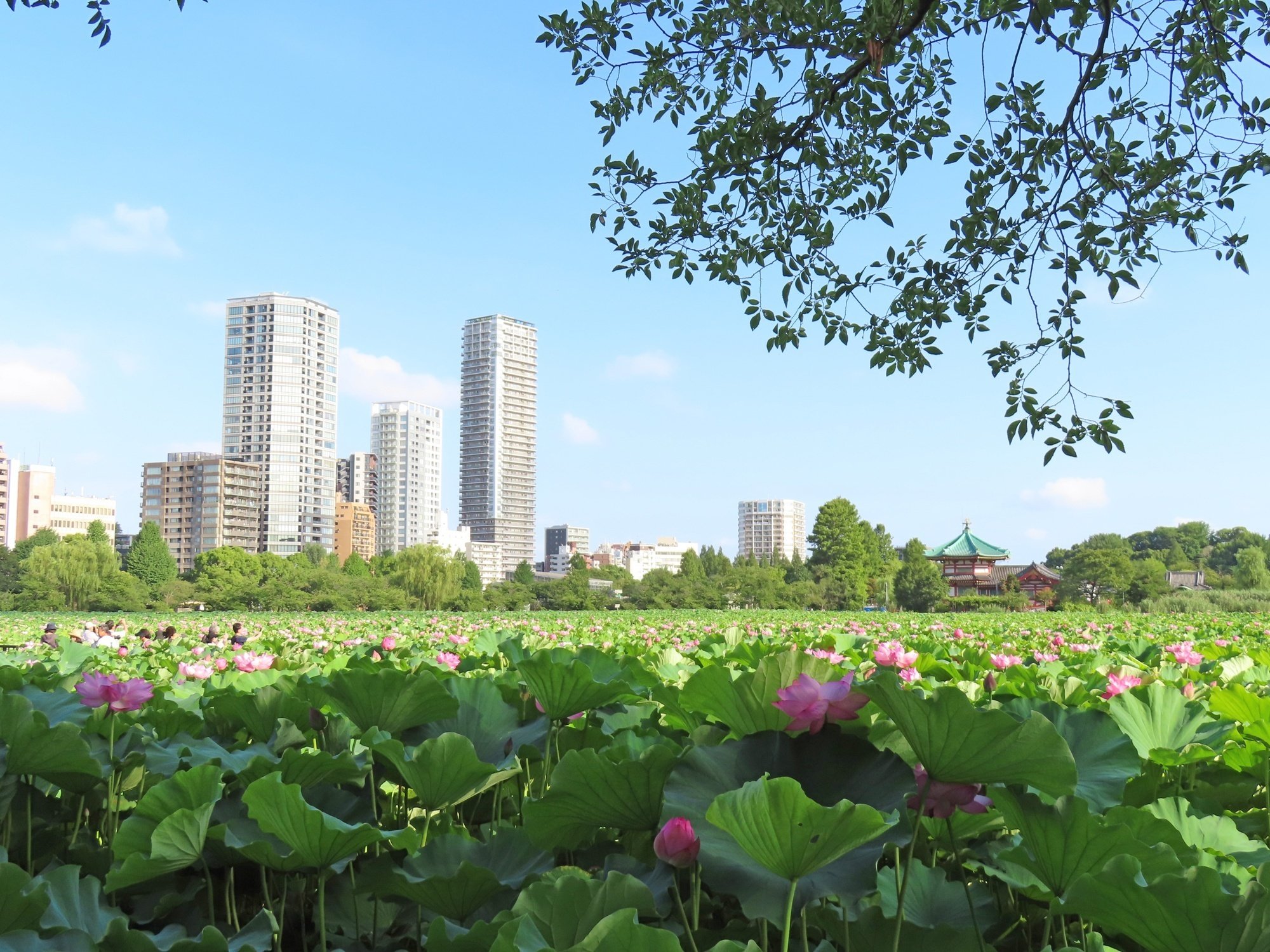 上野不忍池、満開の蓮｜花と日々 yas