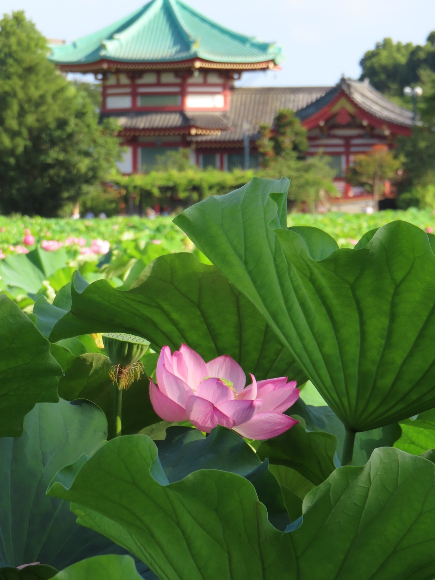上野不忍池、満開の蓮｜花と日々 yas