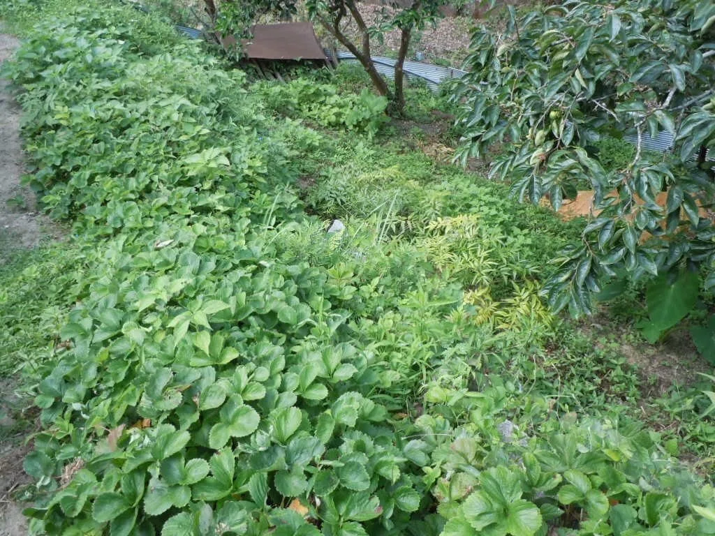 危なそうに見える草