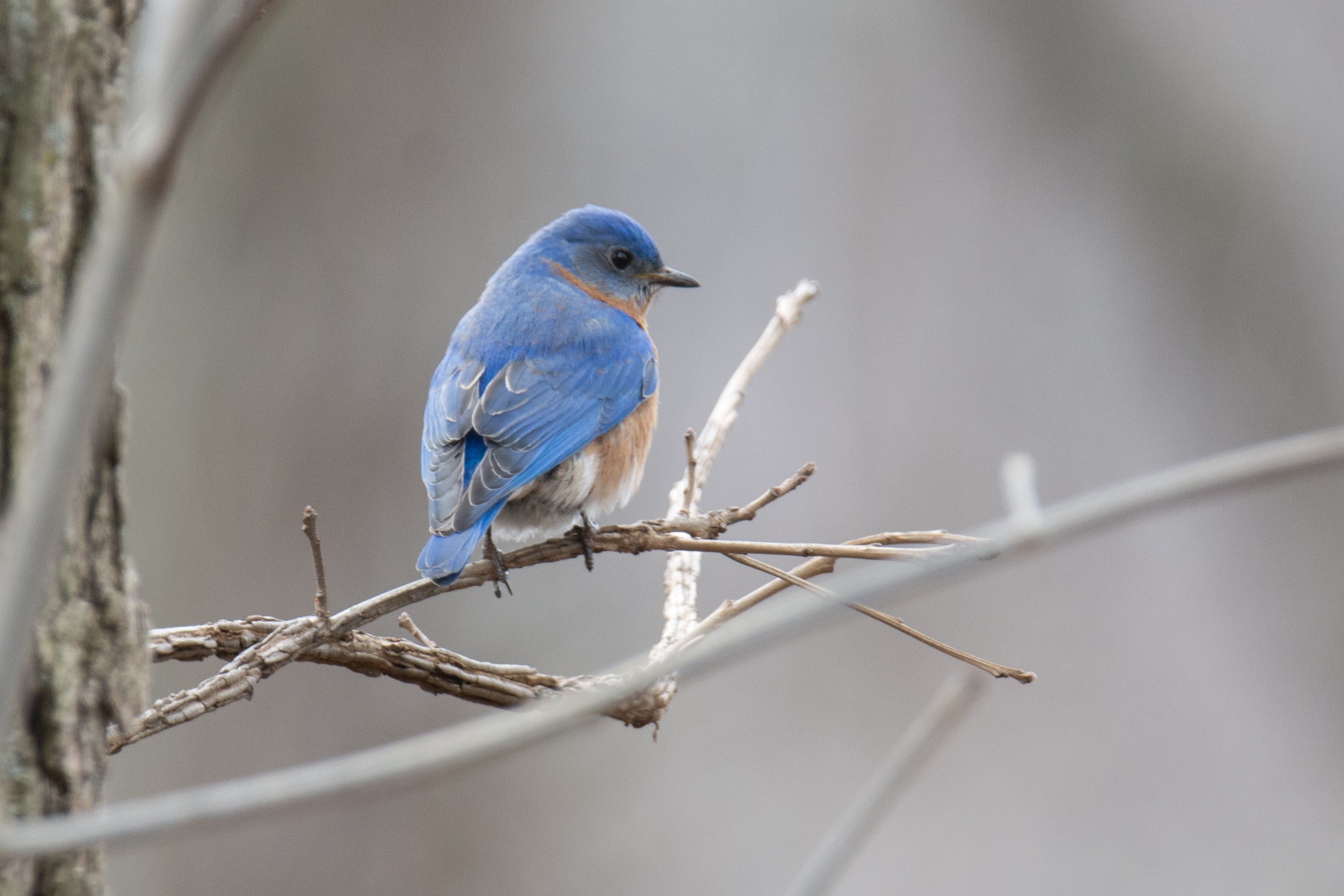 青い鳥 81C488bewtL._AC_UF350,