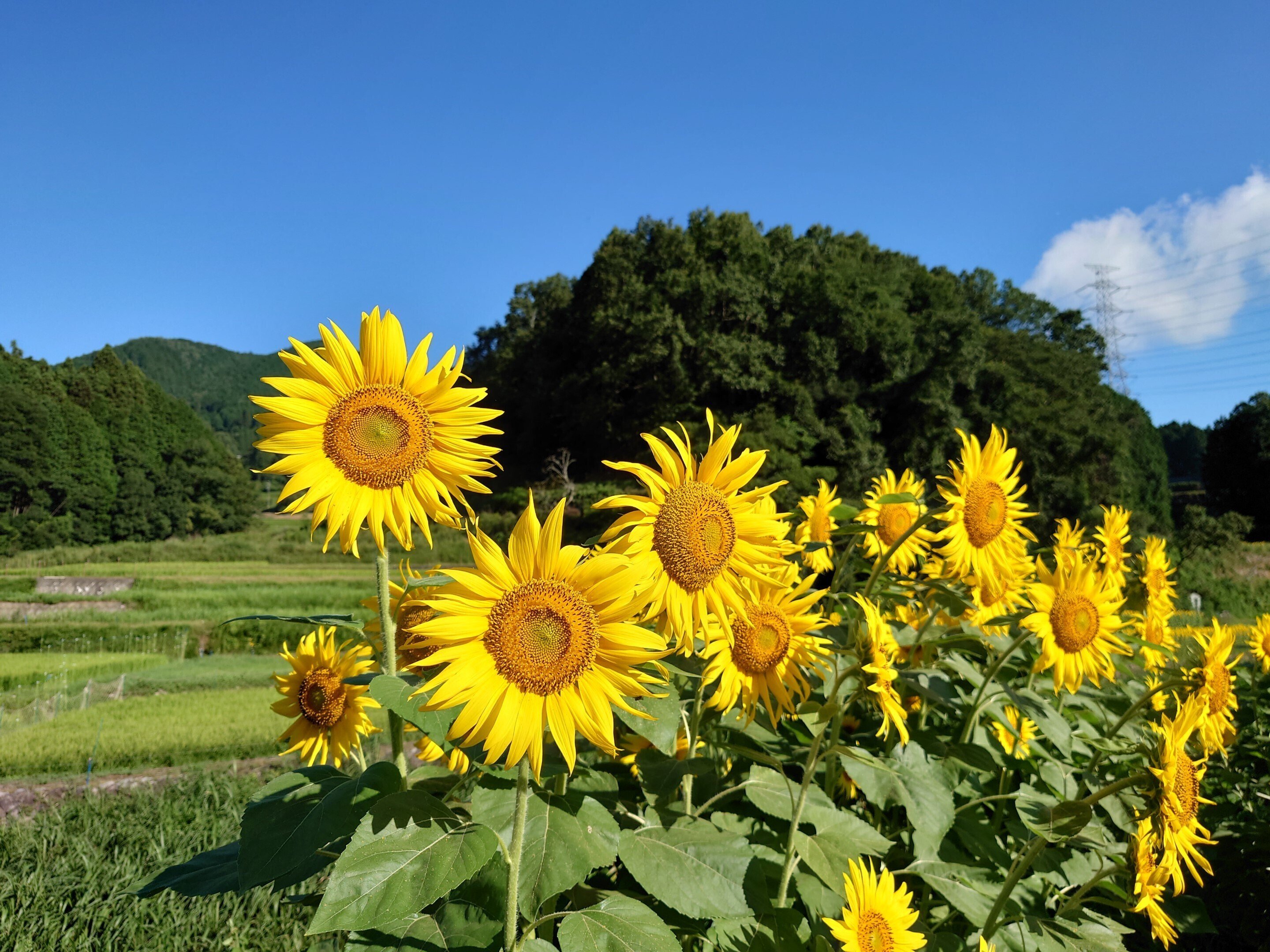 ひまわり様　⑩✖️2 向日葵-Himawari』通常版 | PE'Zオフィシャルページ | World apart