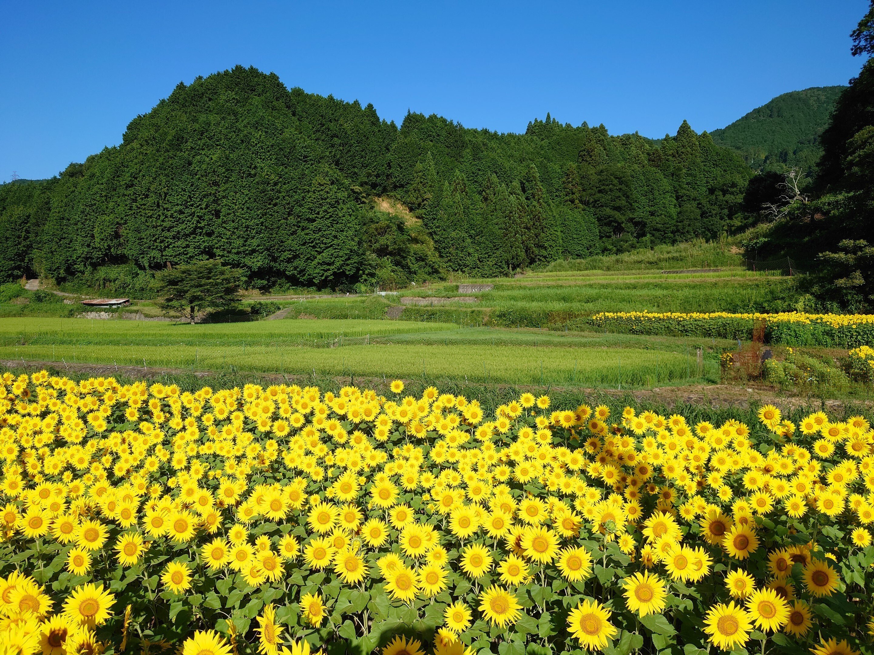 大阪府豊能郡 トヨノ部R423 FLOWER ROAD PROJECT2022年8月8日, 2021年8