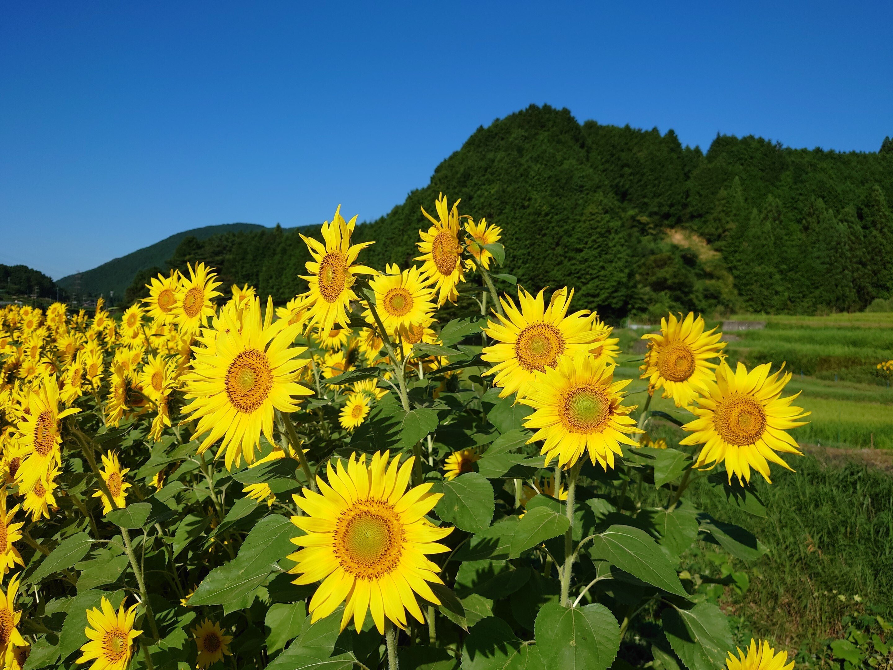 ひまわり　 Amazon | サカタのタネ 実咲花5630 ミニひまわり 小夏 00905630 | 種・苗