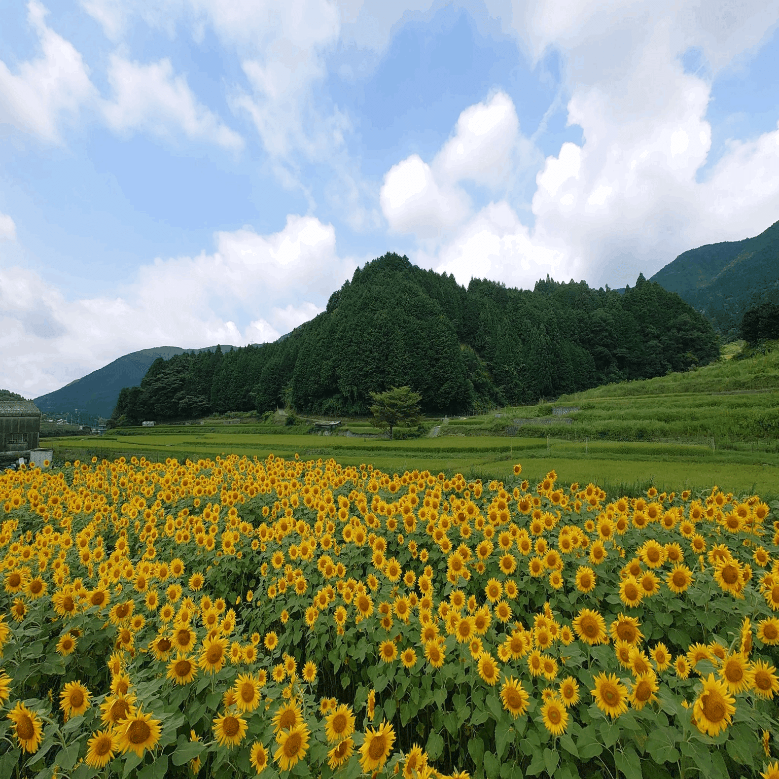 大阪府豊能郡 トヨノ部R423 FLOWER ROAD PROJECT2022年8月8日, 2021年8