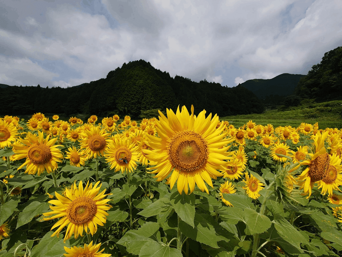 大阪府豊能郡 トヨノ部R423 FLOWER ROAD PROJECT2022年8月8日, 2021年8