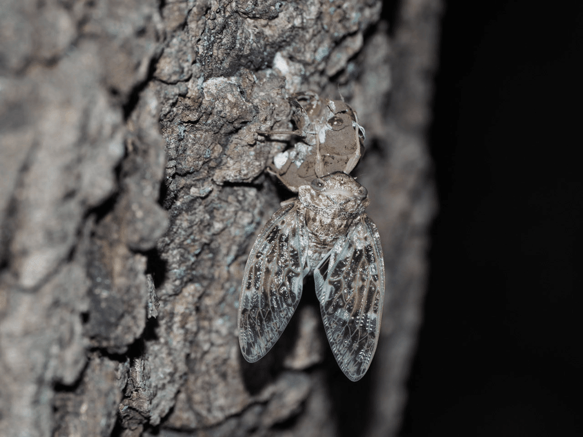 せみのようきゅう リュウキュウアブラゼミの鳴き声 6月中旬の沖縄で賑やかに鳴い