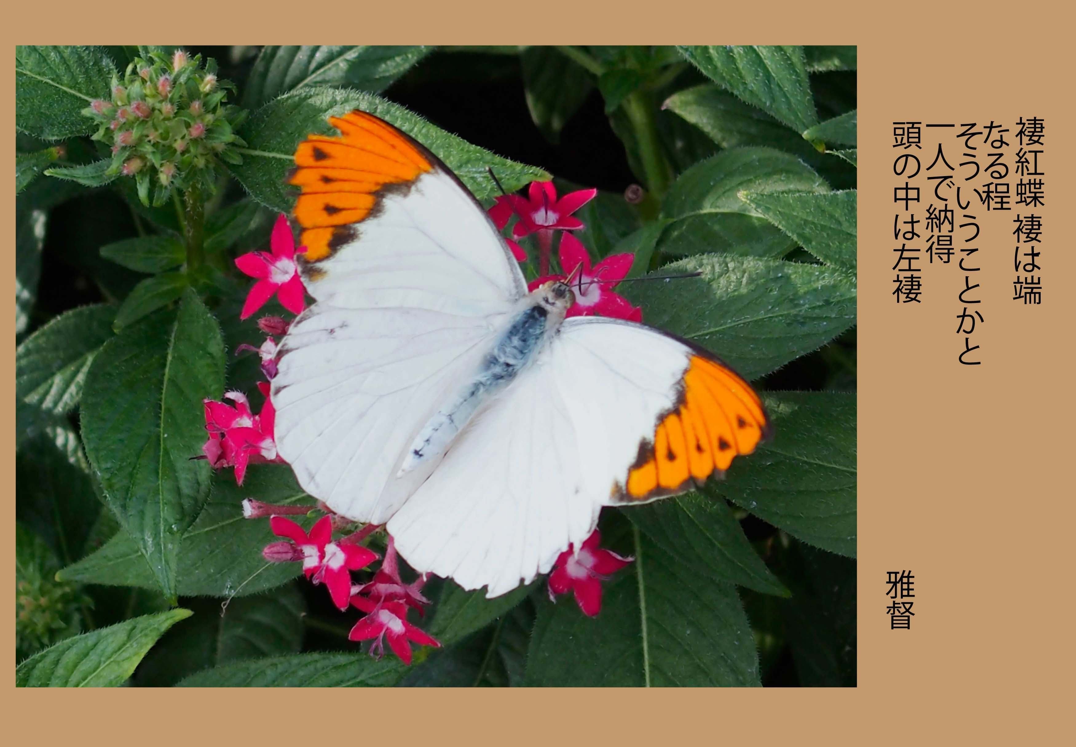 三味線本体 蝶模様 赤白 三味線本体 蝶模様 赤白 Amazon.co.jp 人気