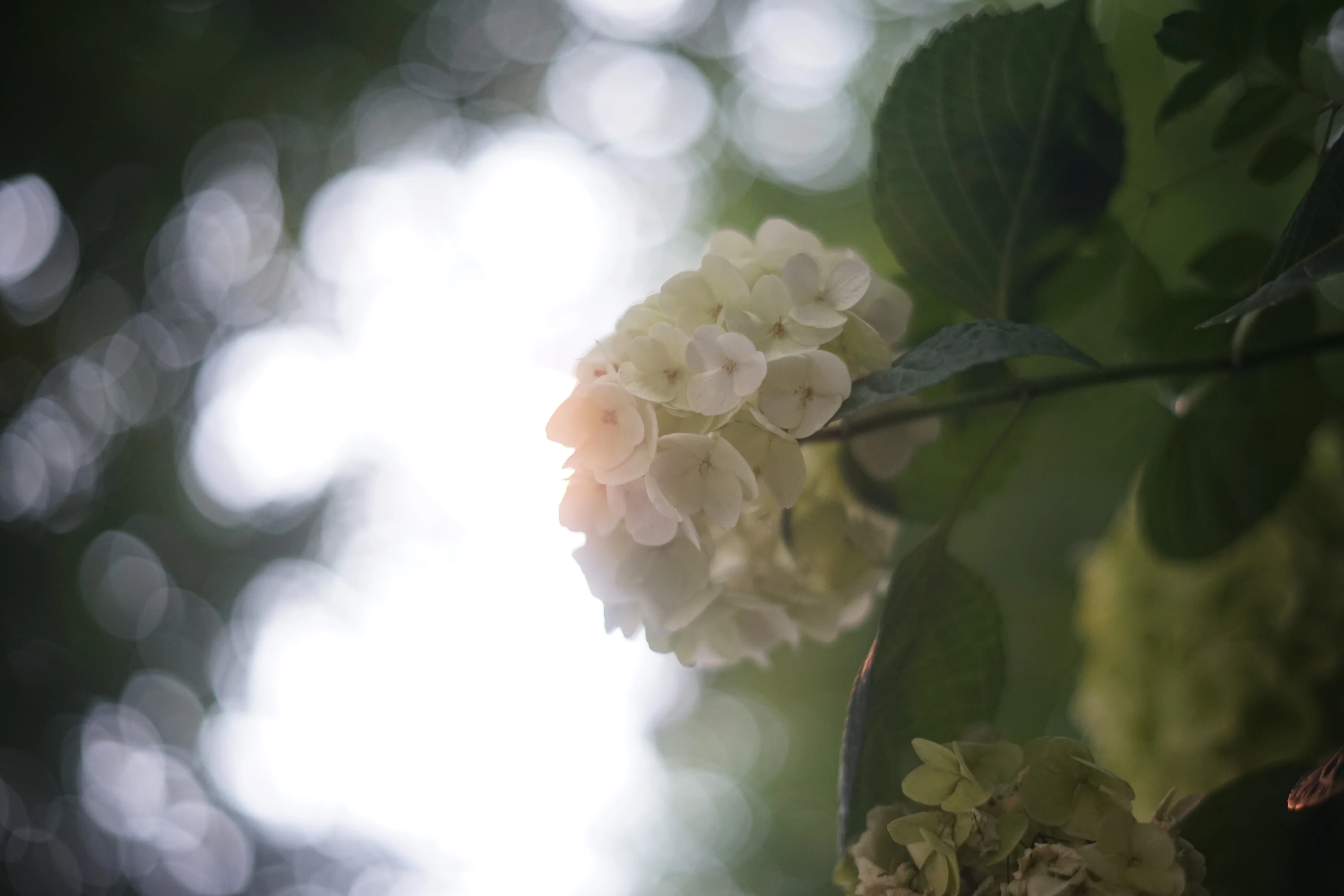 MINOLTA MC ROKKOR-PF 55mm F1.7 作例紹介｜たぬきっつぁん