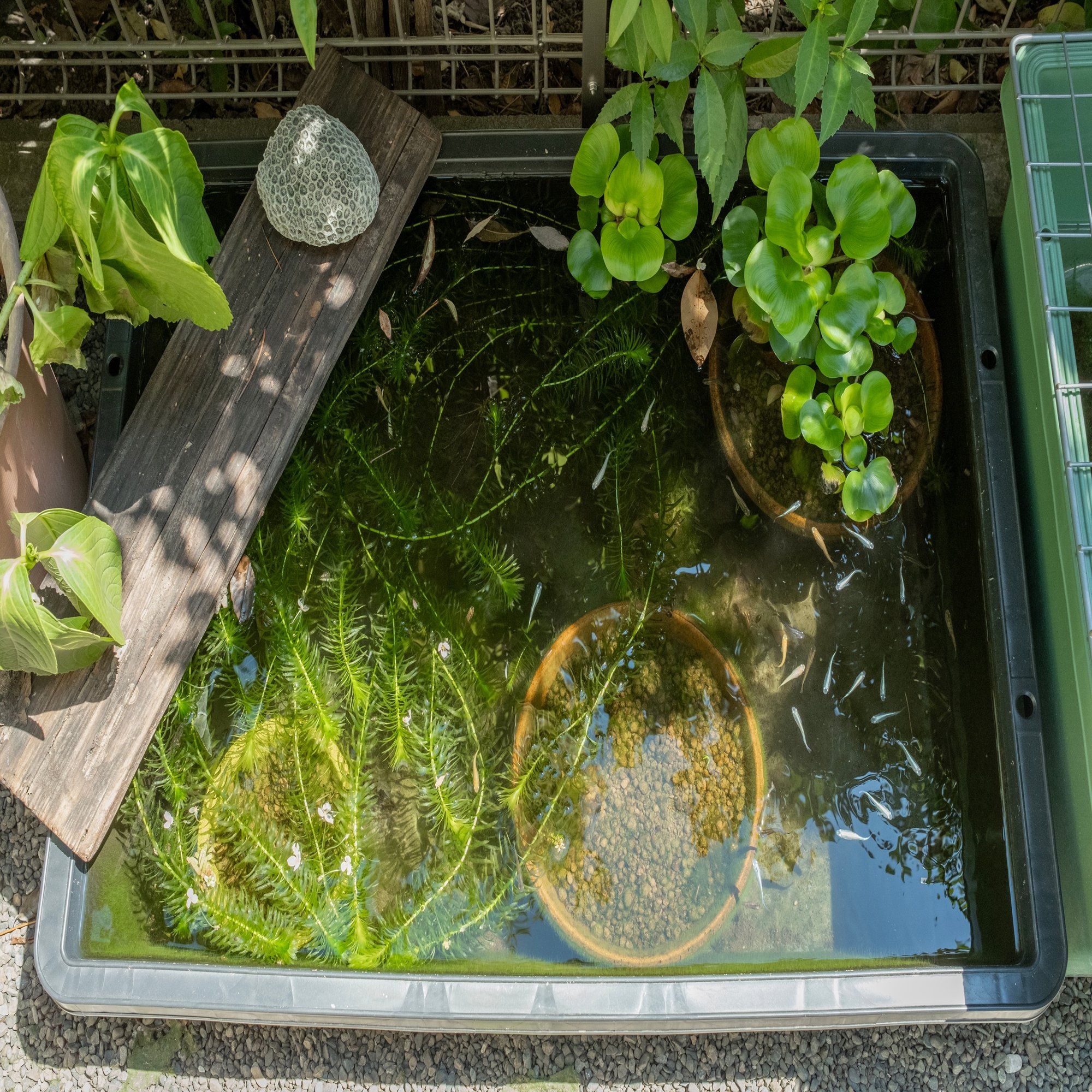 水換えの要らないトロ舟60 ビオトープ - メルカリ｜大型タンク・池 