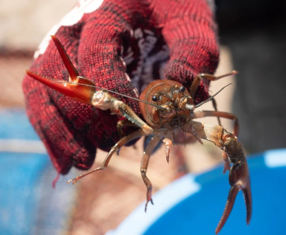 AIはザリガニを食べない｜北海道鹿追高等学校 Shikaoi High School