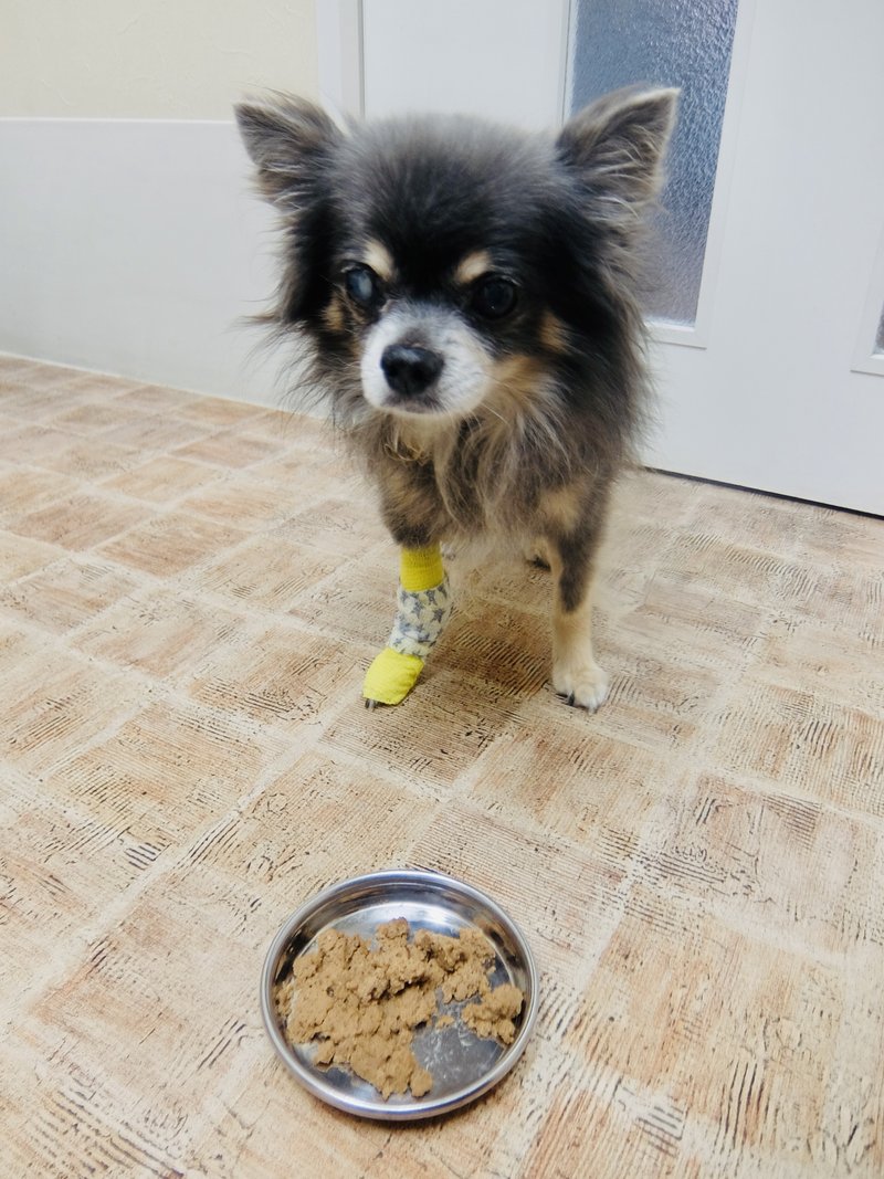手術後の初対面。よちよち歩きはするものの、ごはんはまだ食べない模様。