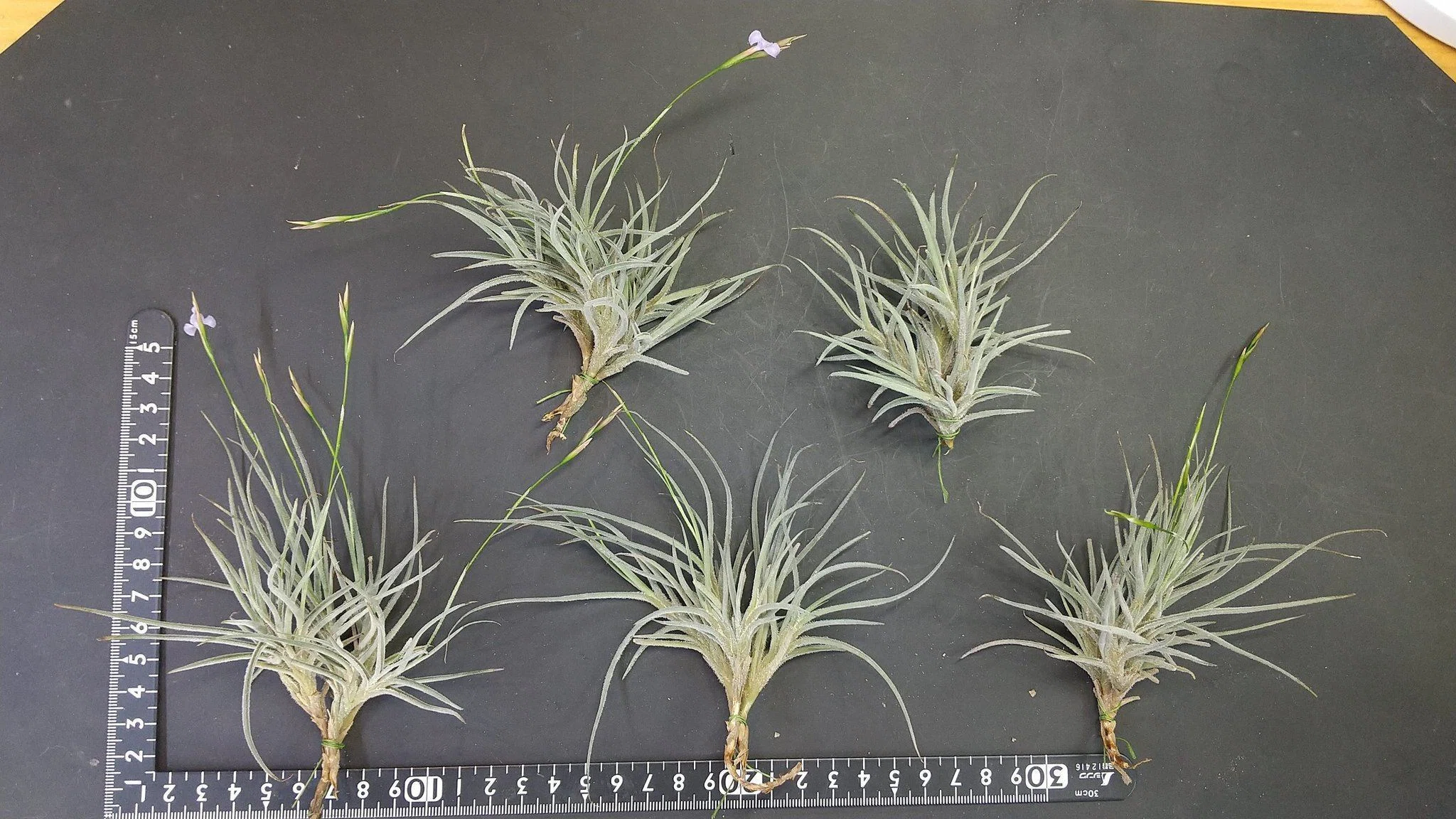 チランジア入荷リスト7/21｜NatureGarden🌿神田