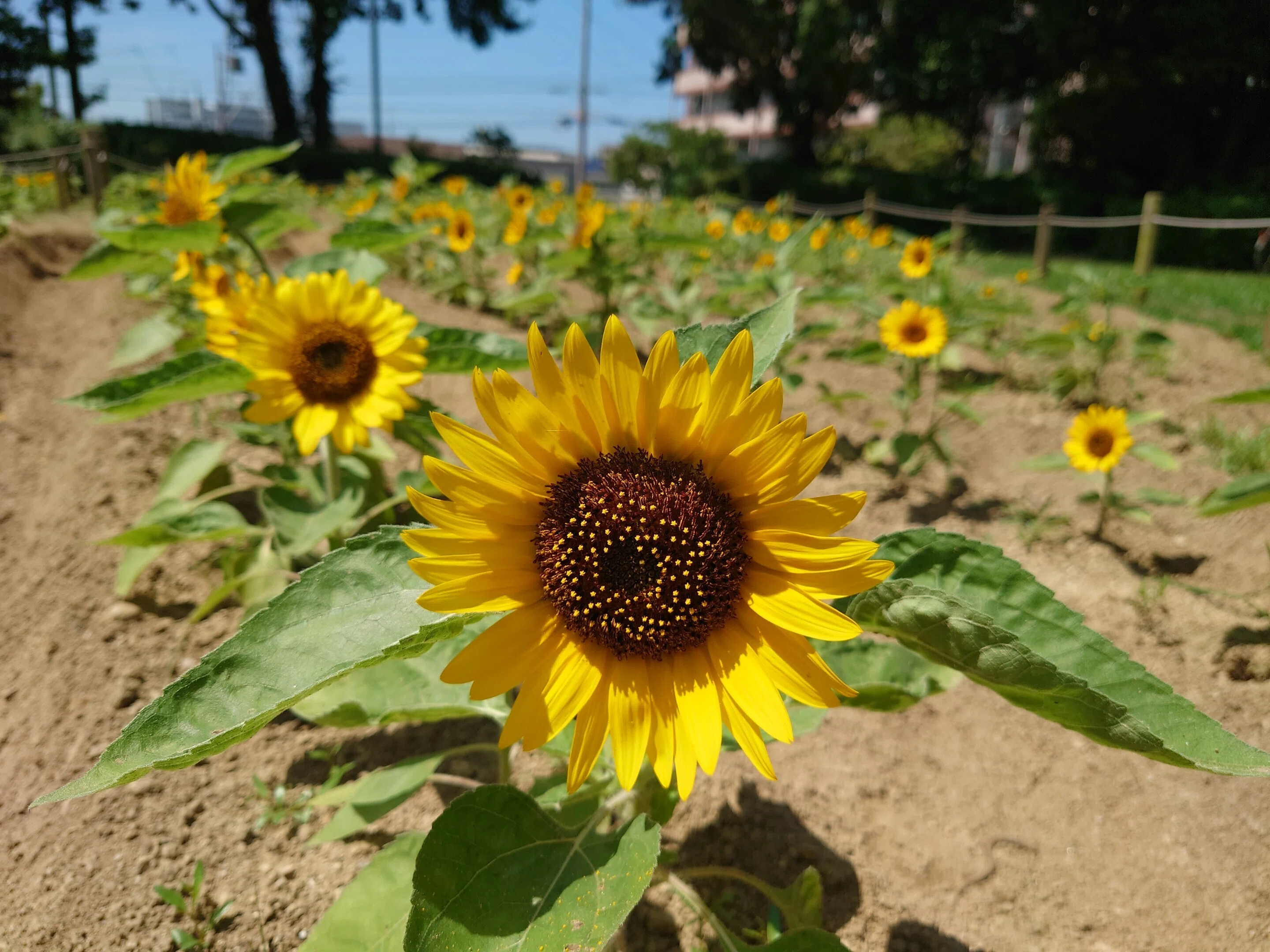 尼崎市農業公園2023年7月26日【ひまわり】｜レタス