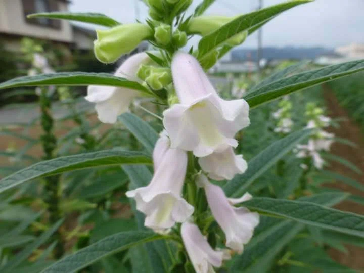 ゴマの花｜続気楽な散歩。
