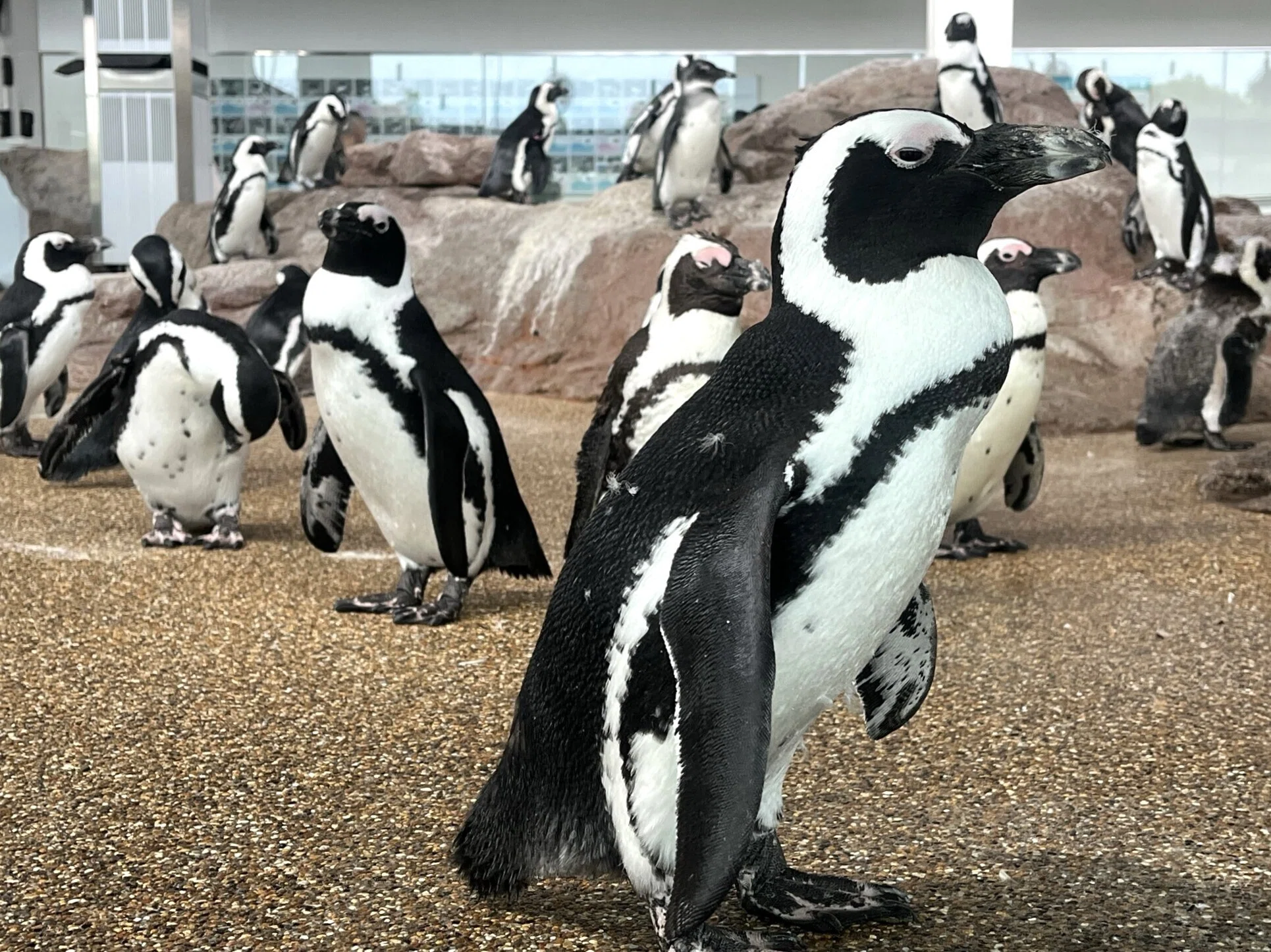 Penguin Society @ Kyoto Aquarium (1)｜食彩アドコム ＠ 食こそ温故知新