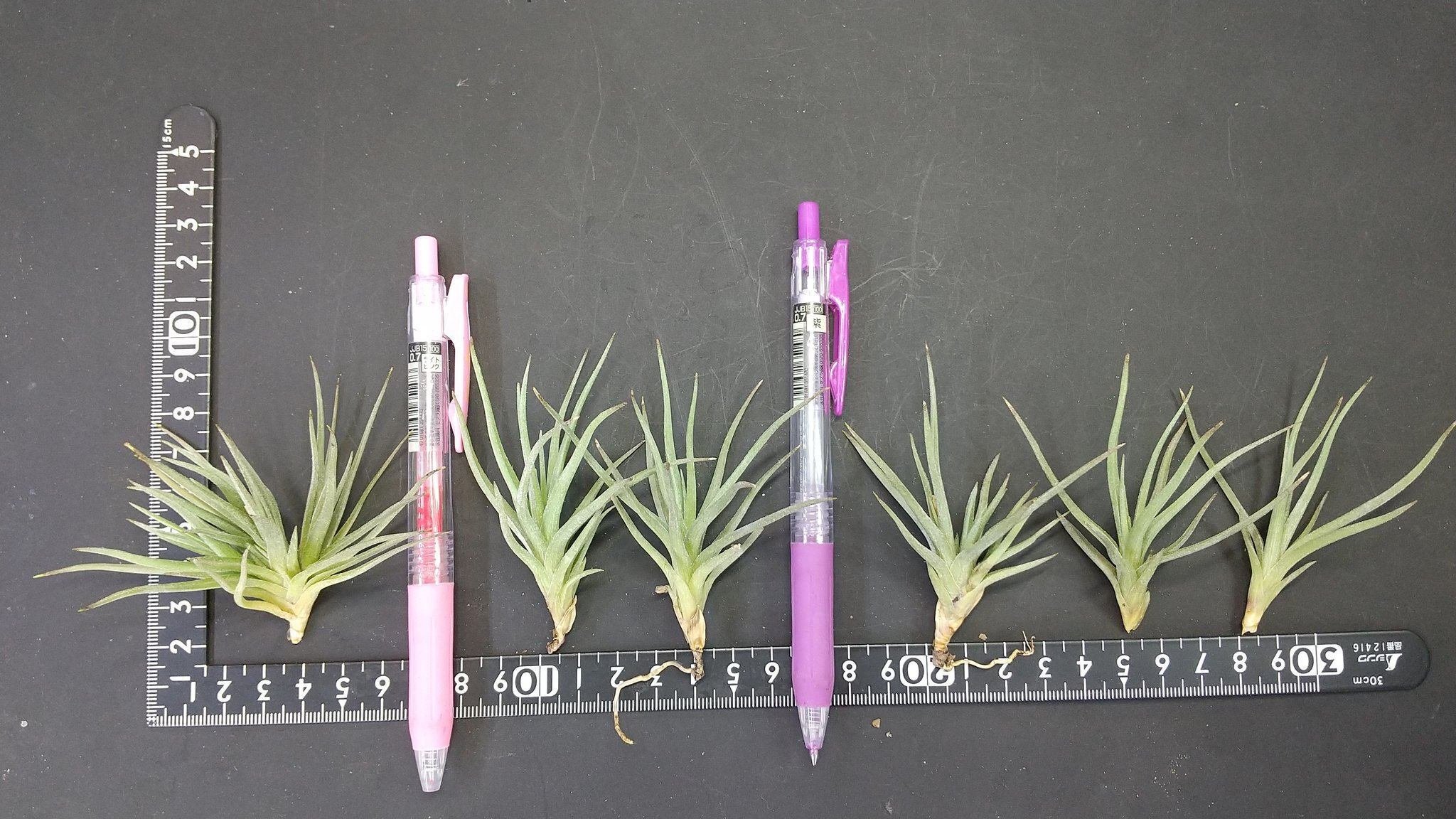 チランジア入荷リスト7/21|NatureGarden🌿神田 チランジア入荷リスト7/21|NatureGarden🌿神田