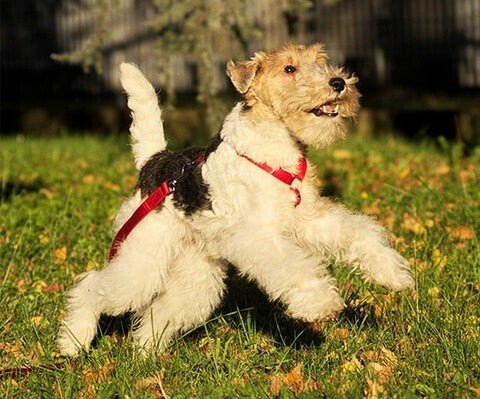 犬の体に優しいH型・Y型のハーネス