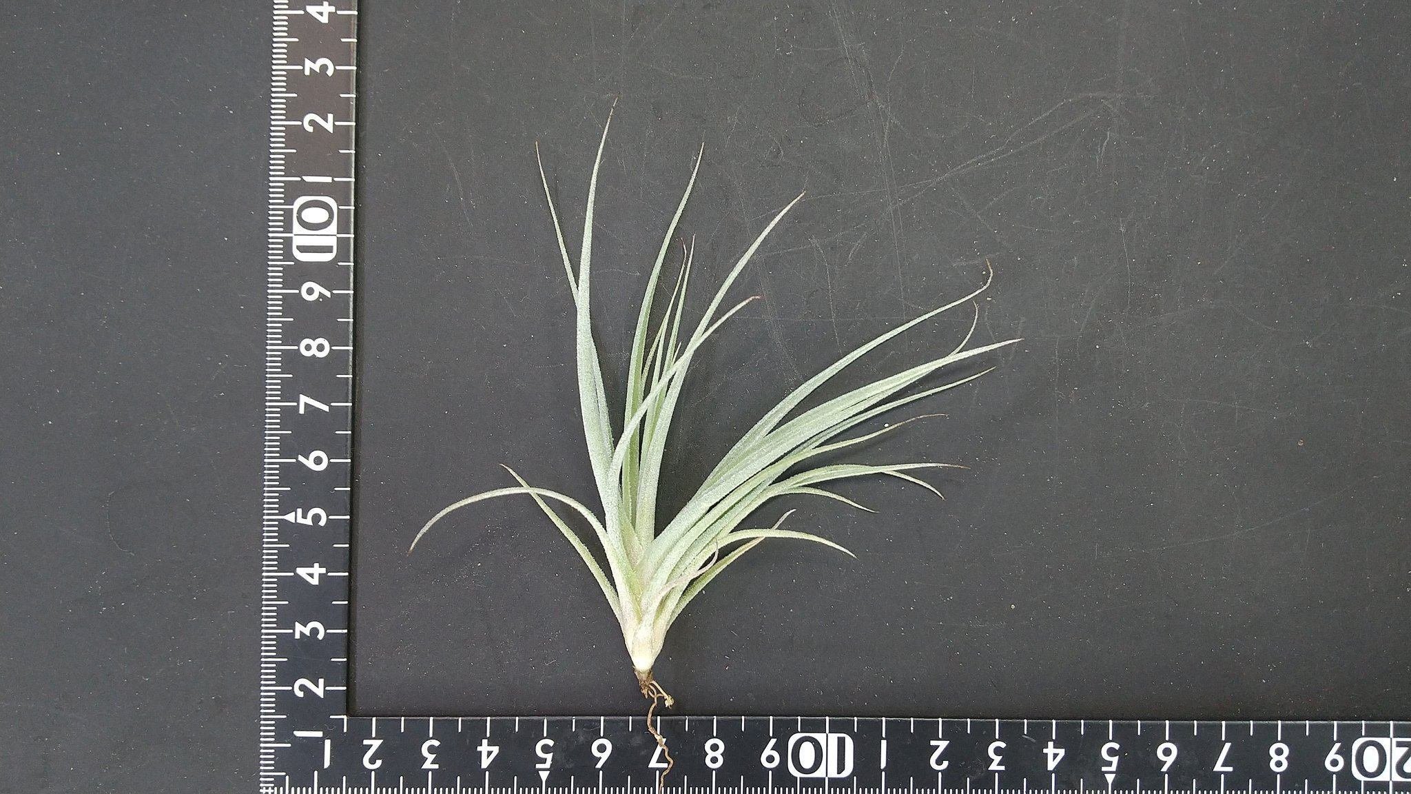 チランジア入荷リスト7/21｜NatureGarden🌿神田