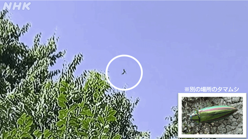 木から飛翔しているタマムシの写真