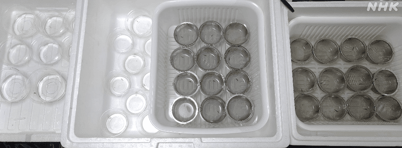 白い発泡スチロールケースのなかに、プラスチックや鉄製の丸いケースのなかに１匹ずつ分けて飼育されているゲンゴロウの幼虫たち。