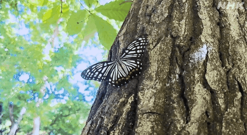 木の幹にとまっている蝶の写真。
