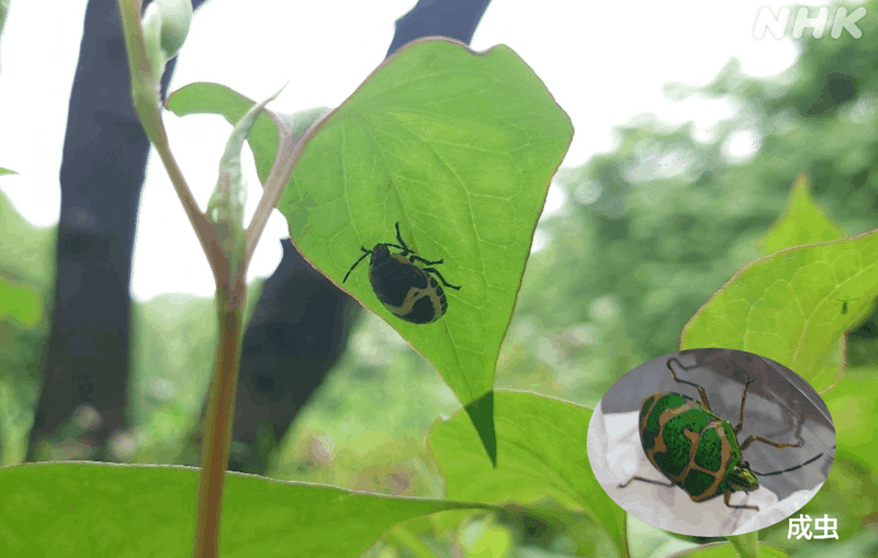 どくだみの葉の裏にいるアカスジキンカメムシの幼虫の写真。黒い。画像の橋には、緑色の成虫の写真も。