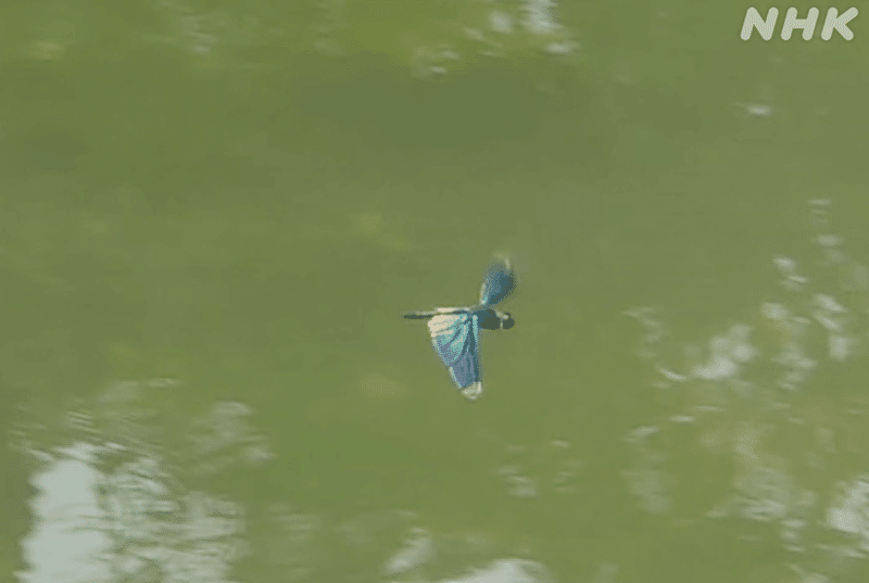 水面の上を飛ぶチョウトンボ。羽は緑と青のグラデーション。
