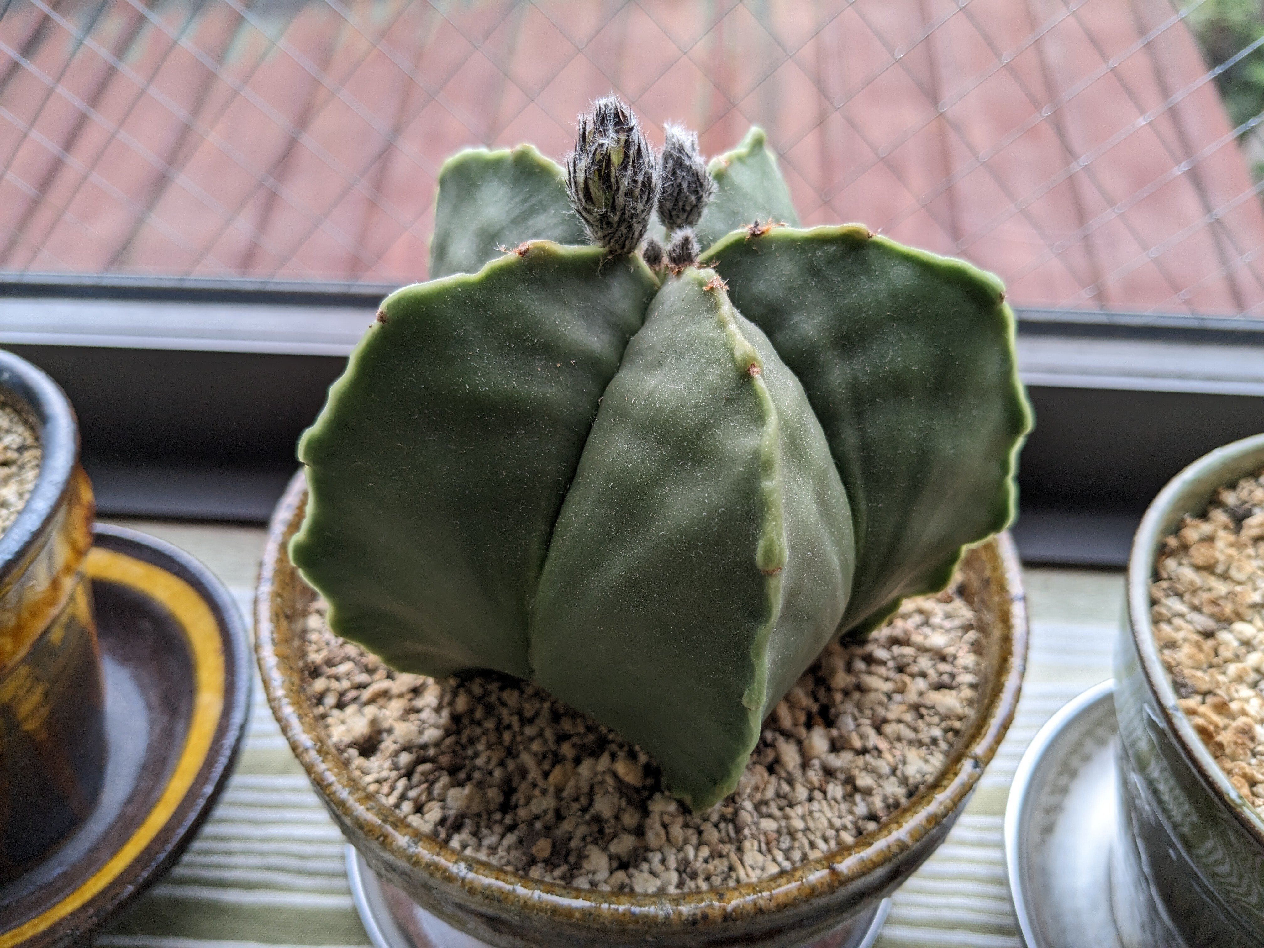 サボテン「碧瑠璃鸞鳳玉」に花が咲きました｜nishioka