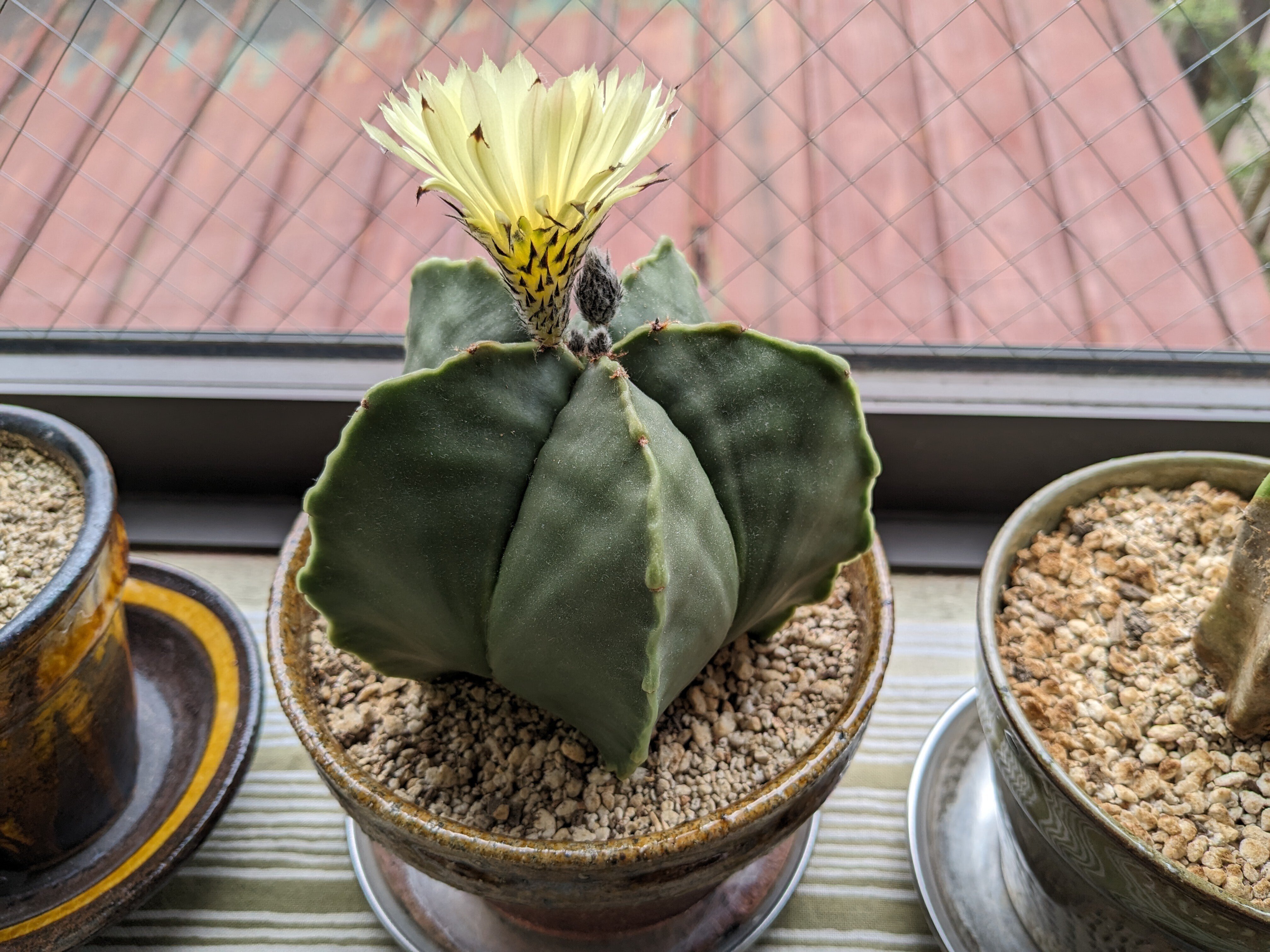 サボテン「碧瑠璃鸞鳳玉」に花が咲きました｜nishioka
