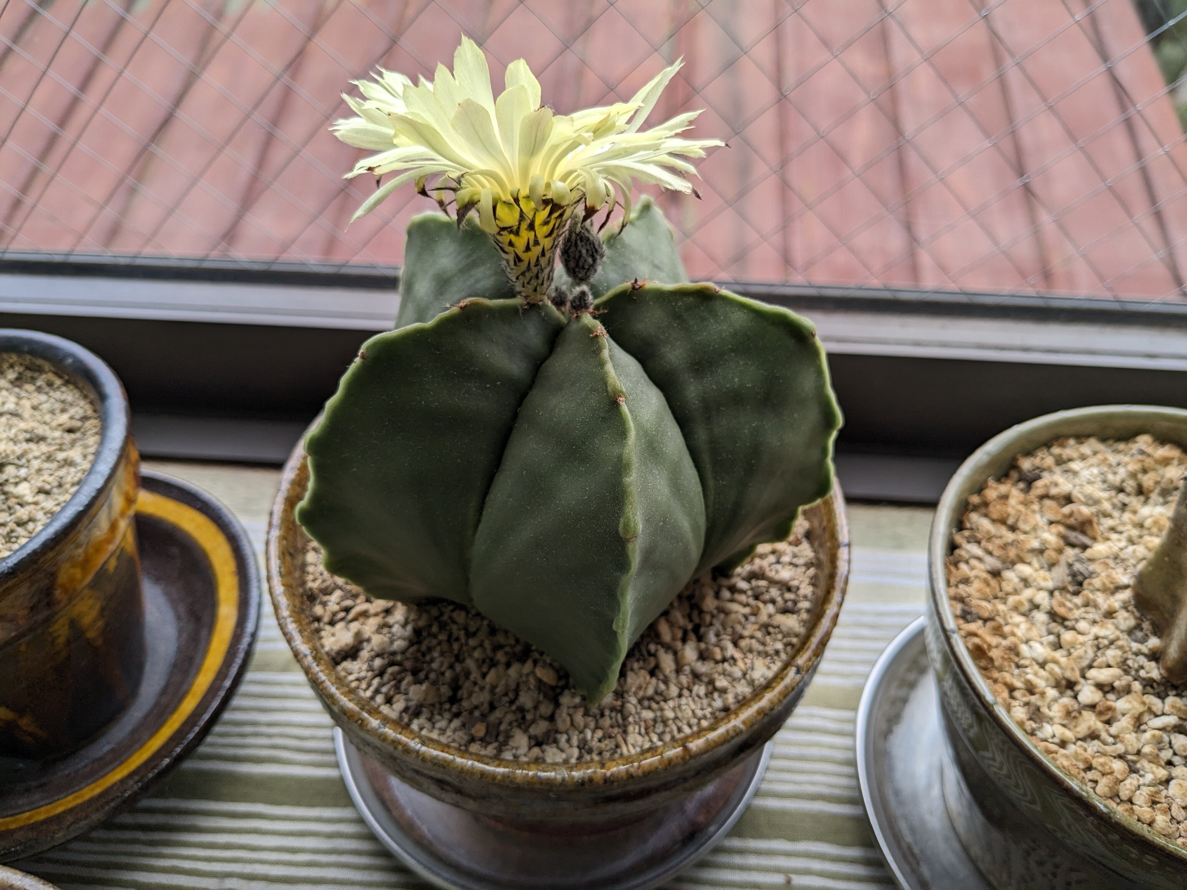 サボテン「碧瑠璃鸞鳳玉」に花が咲きました｜nishioka