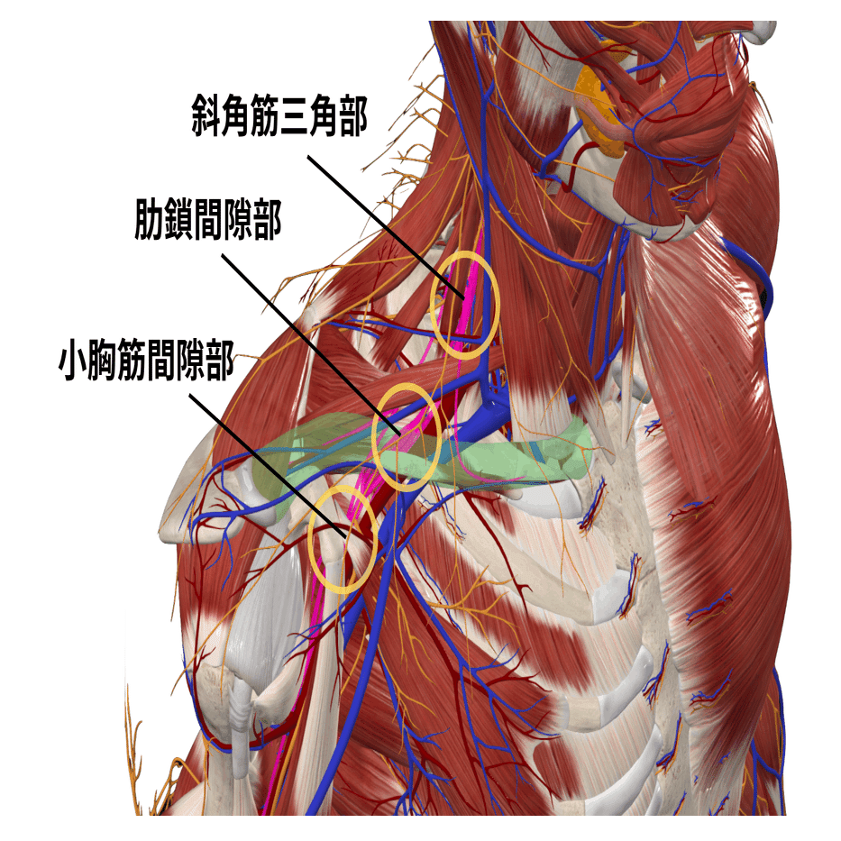 上肢絞扼性神経障害の評価と臨床応用｜理学療法士による臨床のためのnote