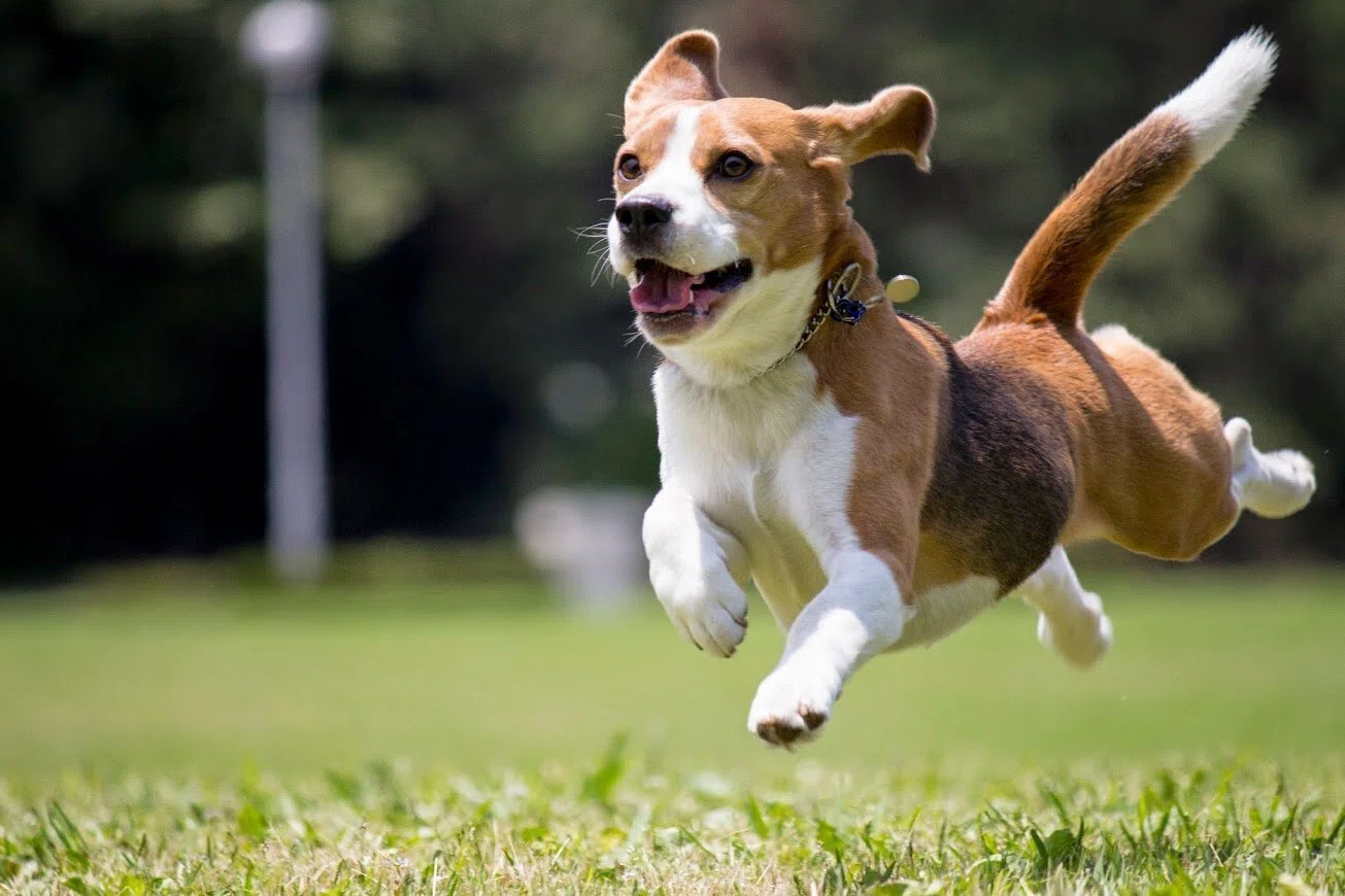 Why a Beagle?｜Sanada Yuko