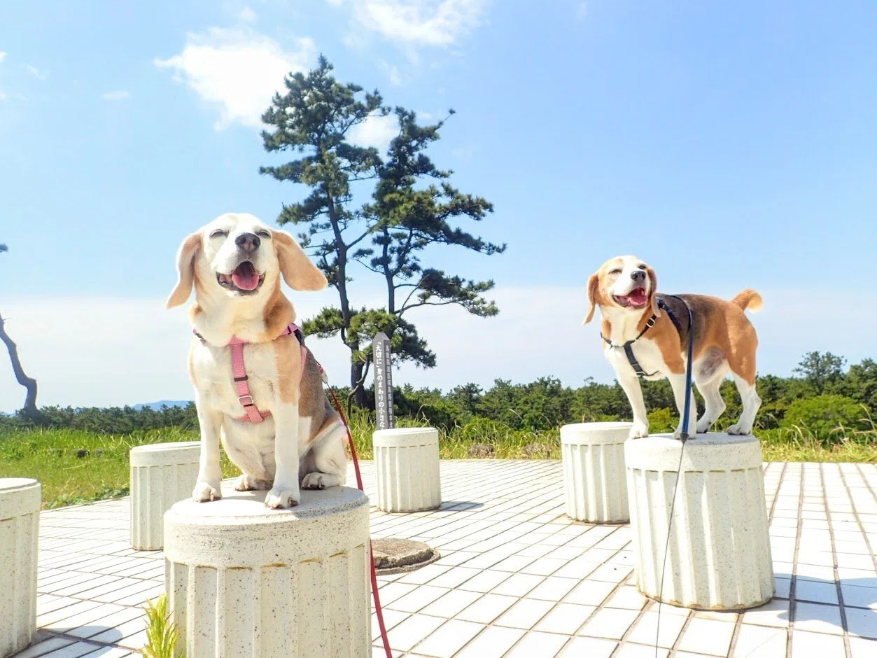 Why a Beagle?｜Sanada Yuko