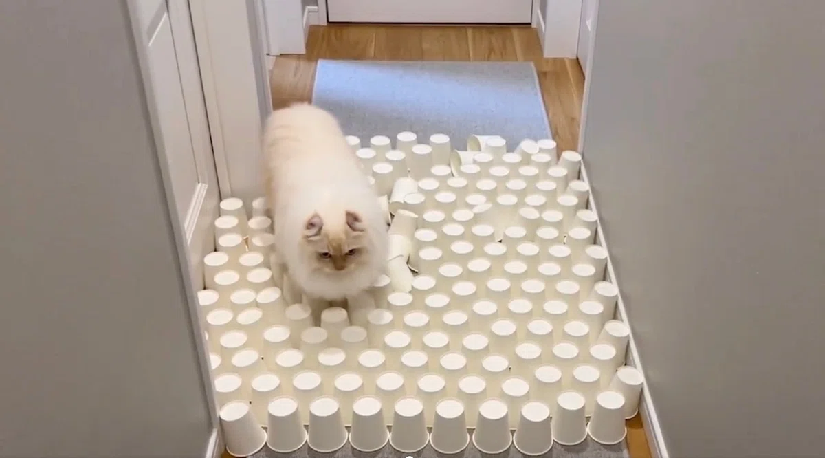 猫の立ち幅跳び選手権】紙コップを並べて水平方向のジャンプ力をテスト