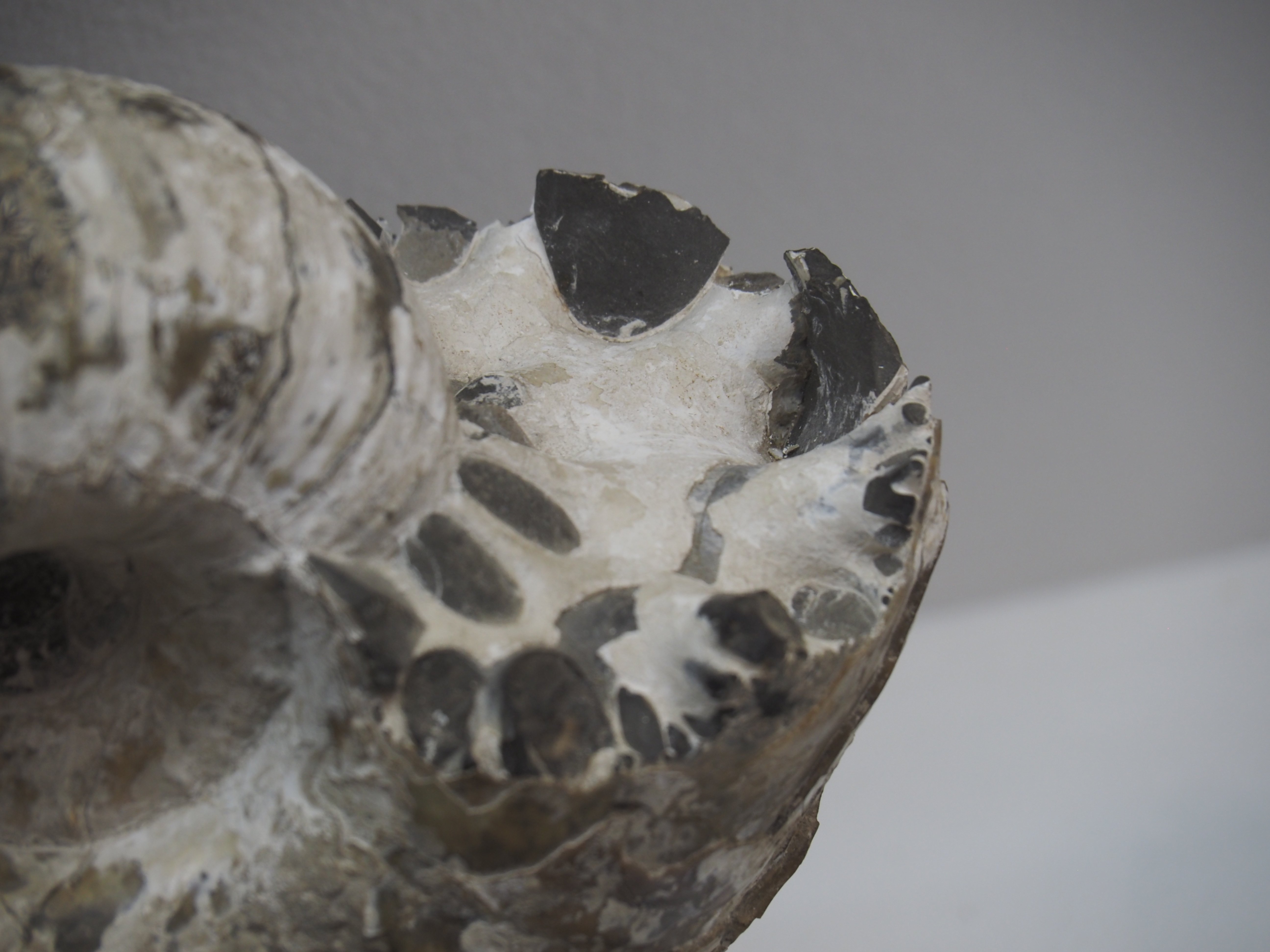 編集先記】驚異と癒しの圧倒的アンモナイト空間！三笠市立博物館編vol