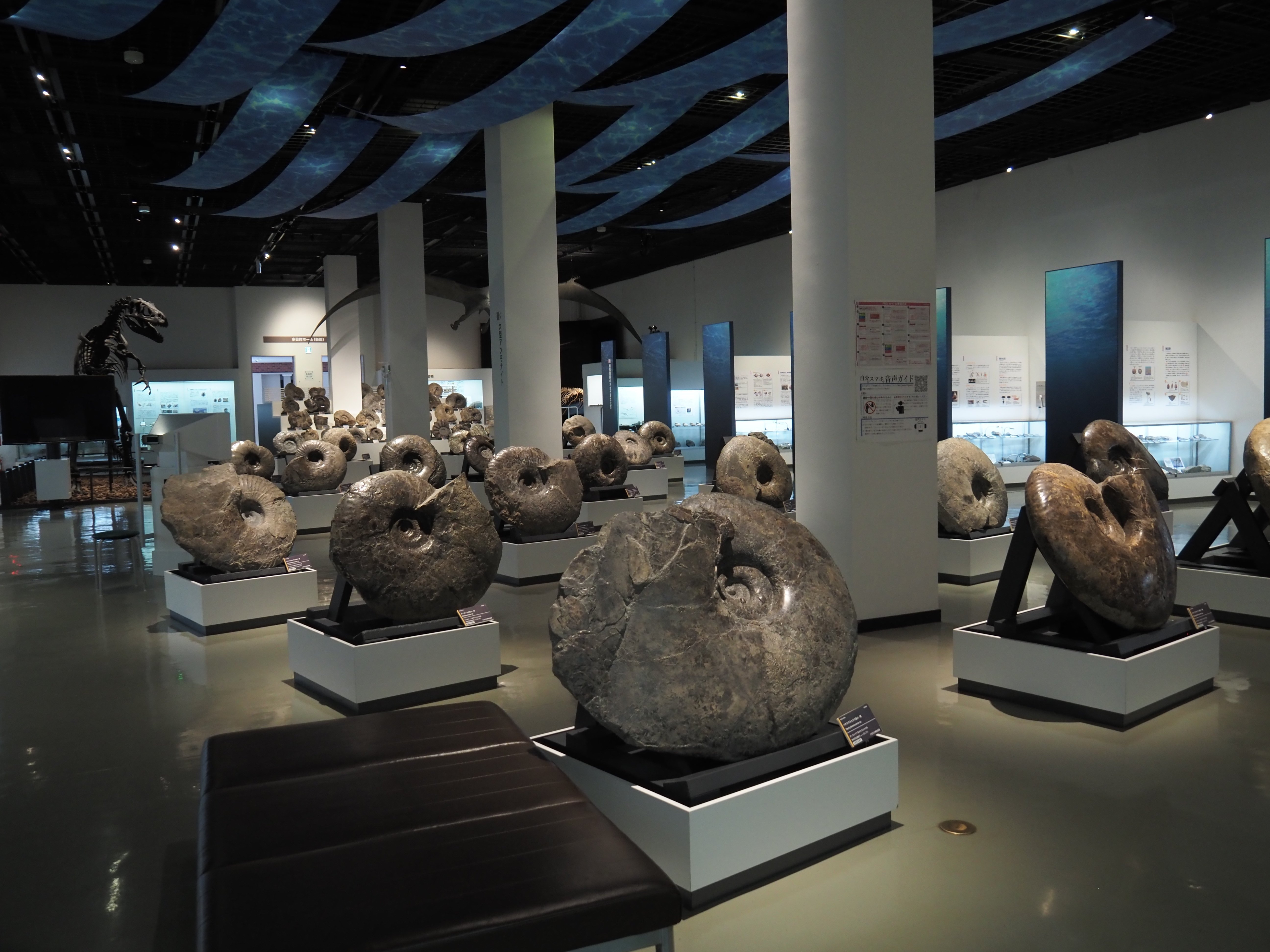三笠の漆黒のアンモナイト　化石　恐竜　正月 三笠の漆黒のアンモナイト化石恐竜正月