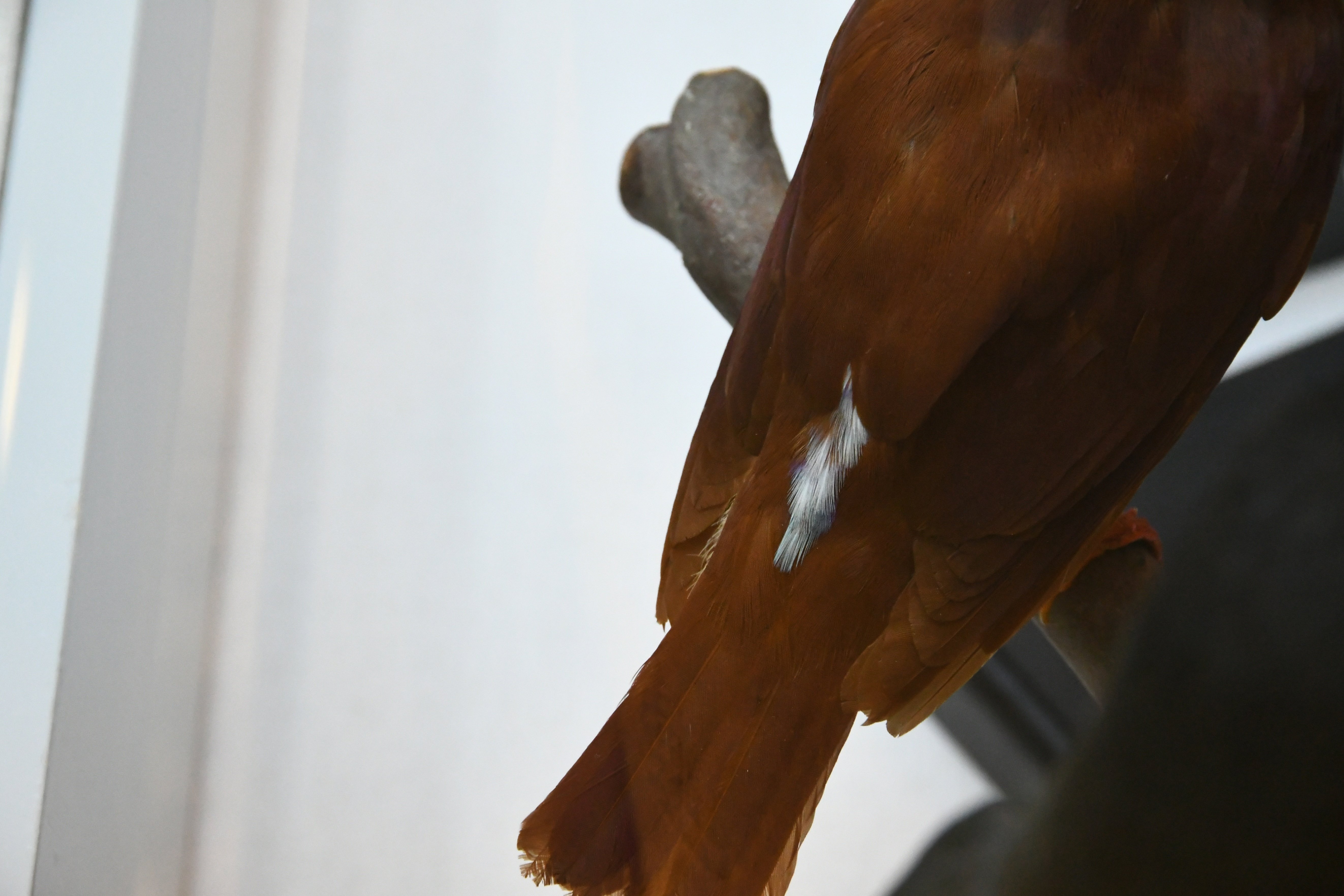 標本の展示はこうあるべきだというお手本を富山市科博で見た話