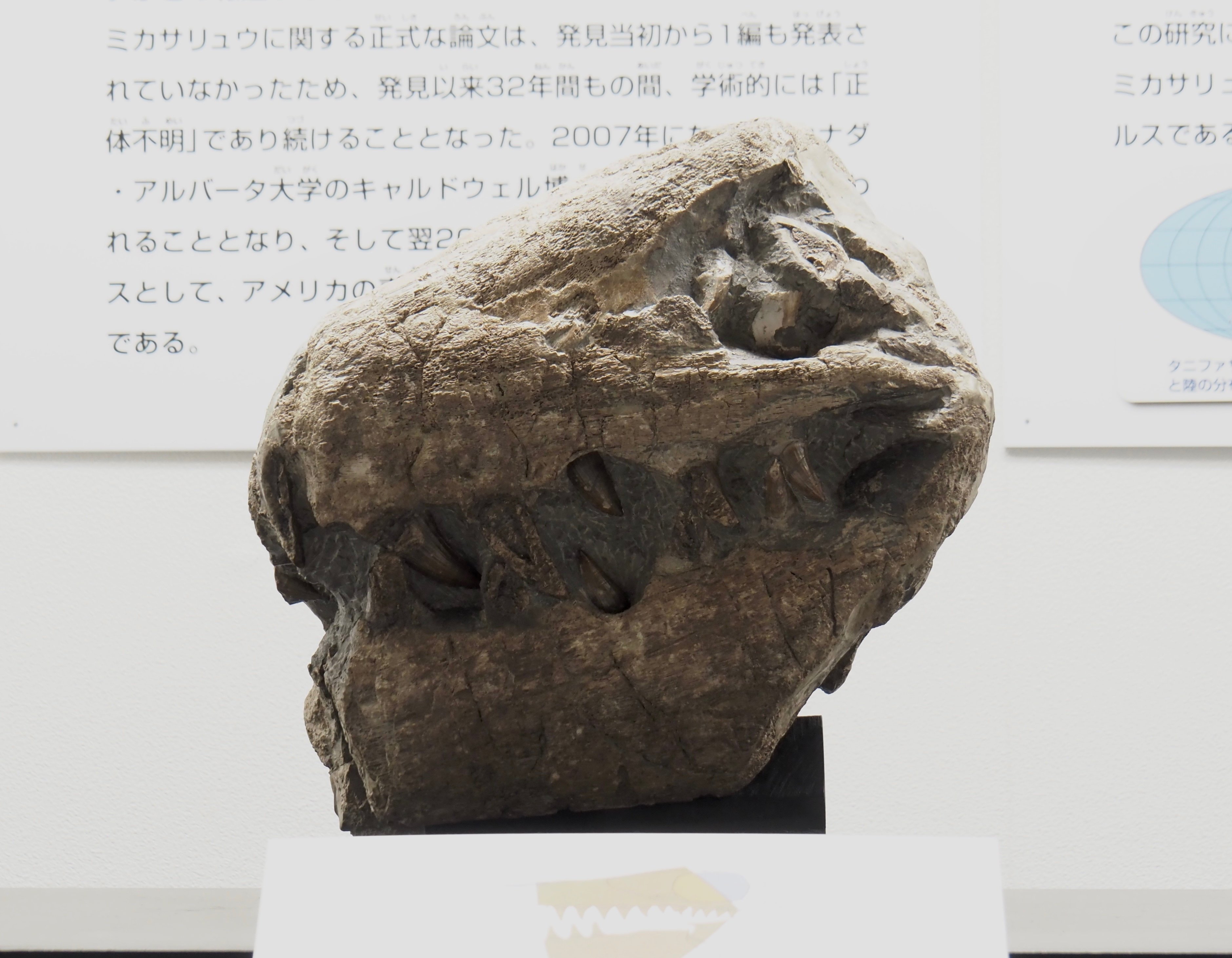 編集先記】驚異と癒しの圧倒的アンモナイト空間！三笠市立博物館編vol