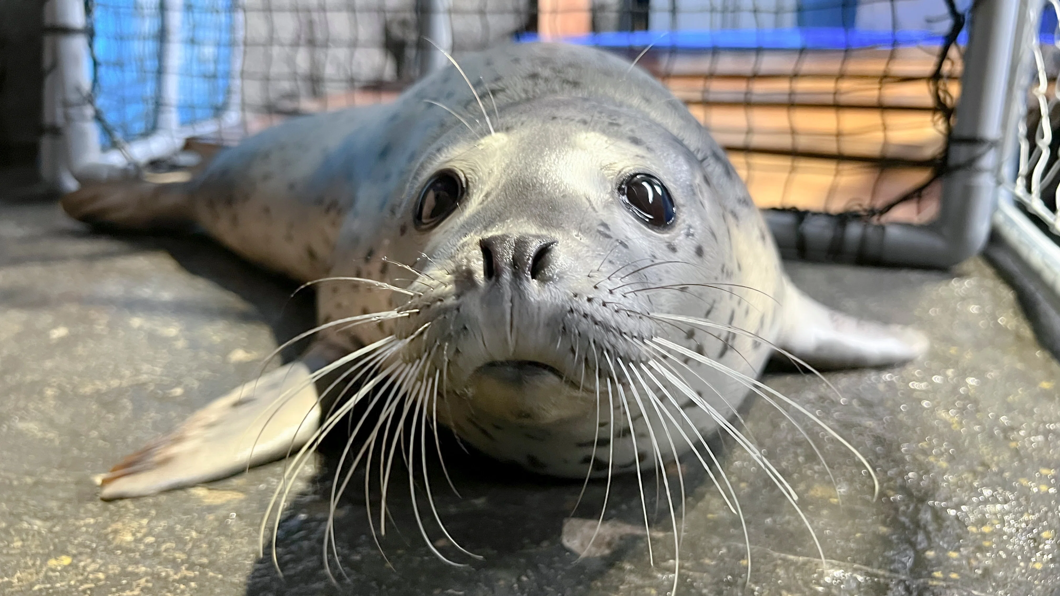 ゴマフアザラシのおはなし その1｜上越市立水族博物館 うみがたり
