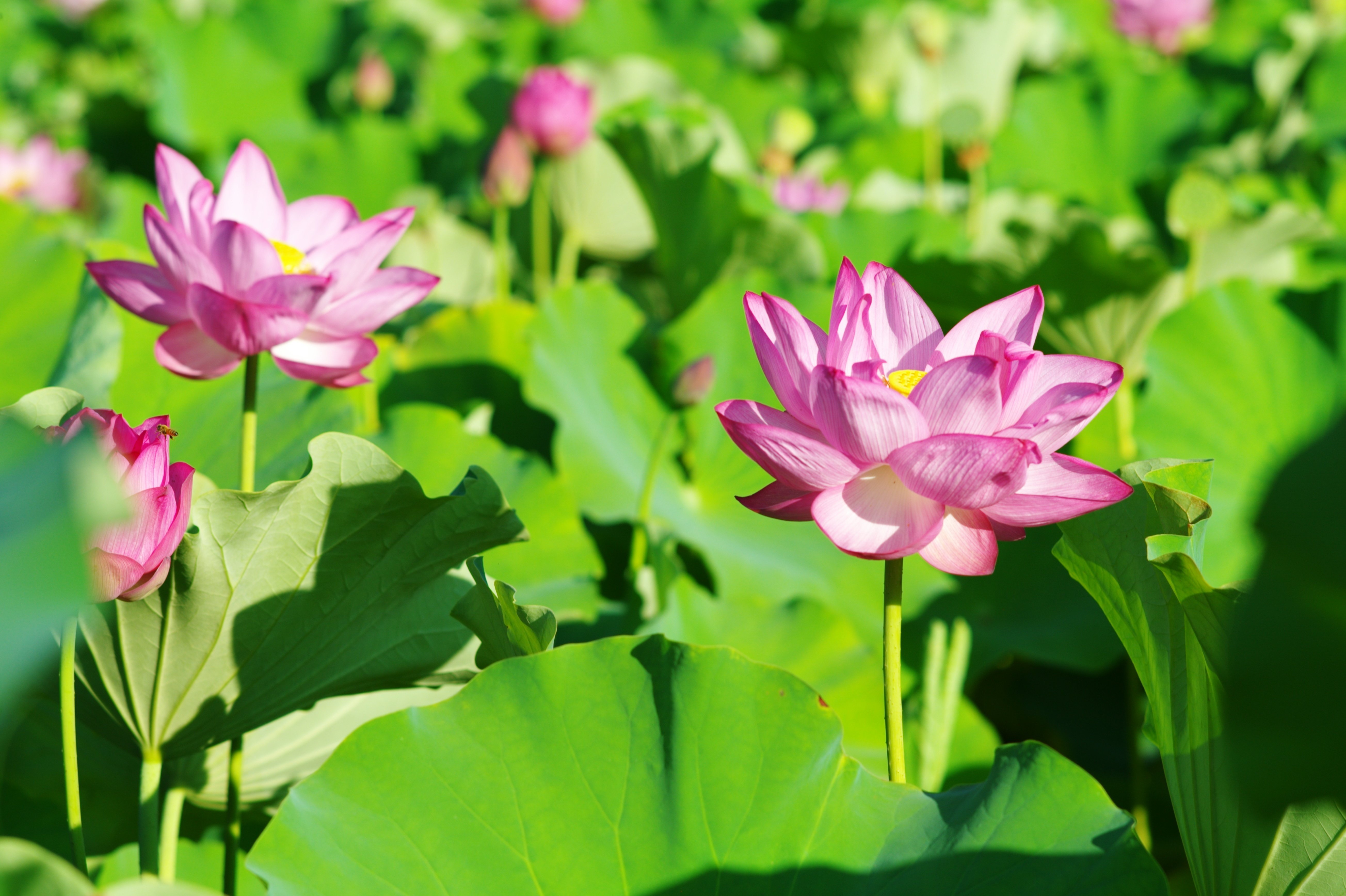 蓮華の季節をLeica M9-Pと歩く｜あき＠写真好きYouTuber